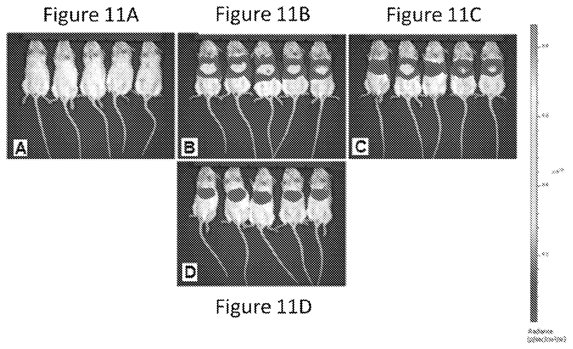Patent US12090235 Figure 9 – Preparation of lipid nanoparticles and methods of administration thereof