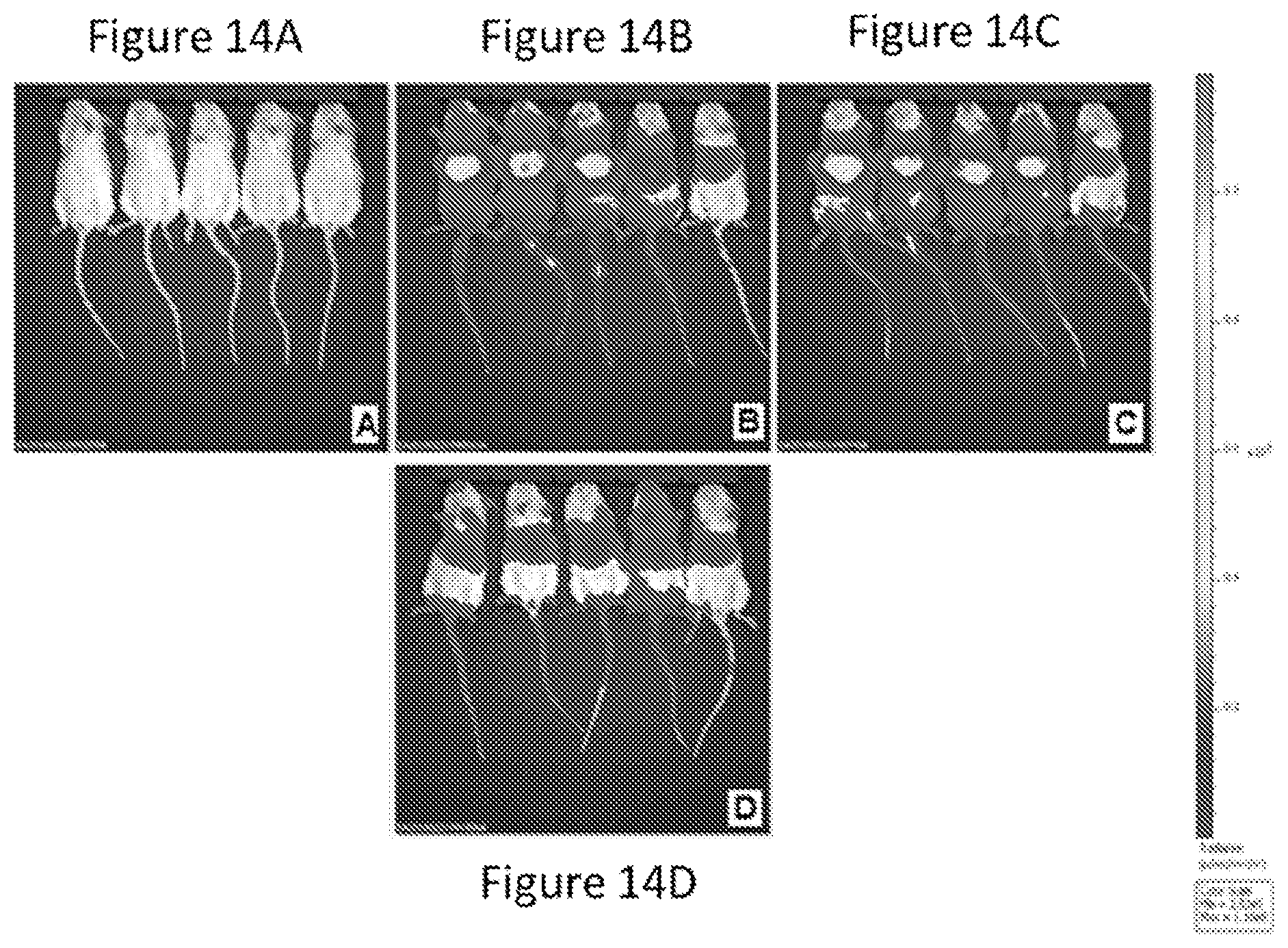 Patent US12090235 Figure 12 – Preparation of lipid nanoparticles and methods of administration thereof