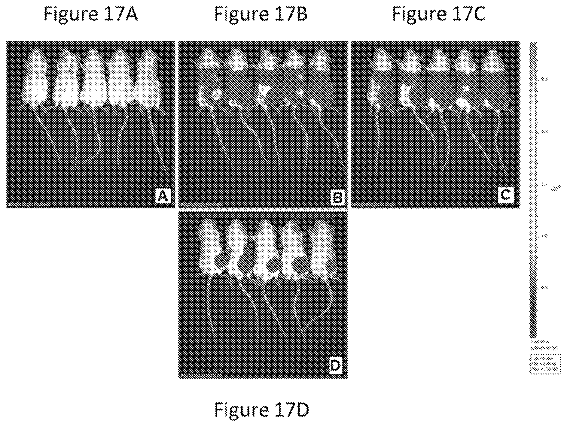 Patent US12090235 Figure 14 – Preparation of lipid nanoparticles and methods of administration thereof