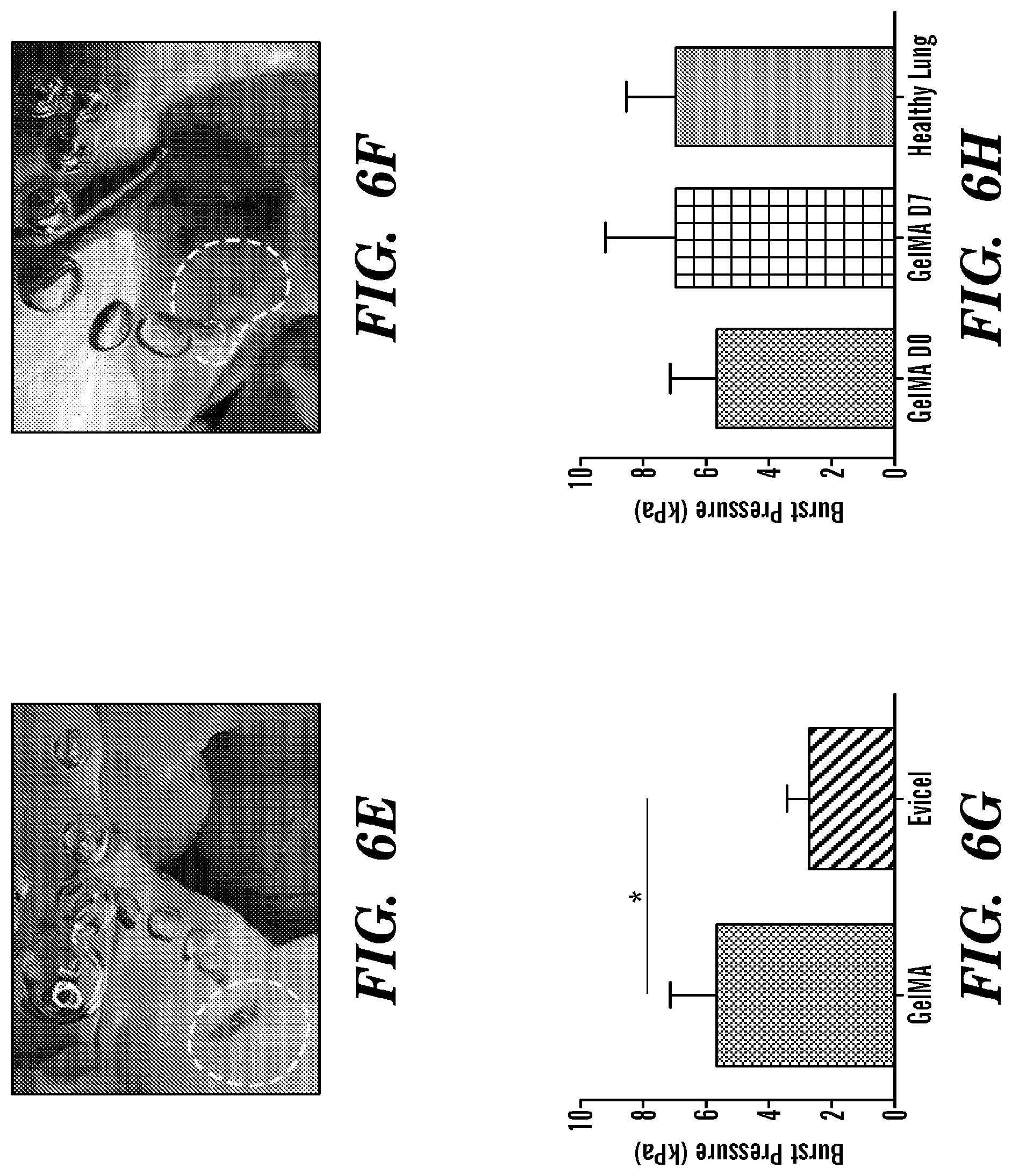 Patent US12090246 Figure 9 – Elastic biopolymer and use as a tissue adhesive