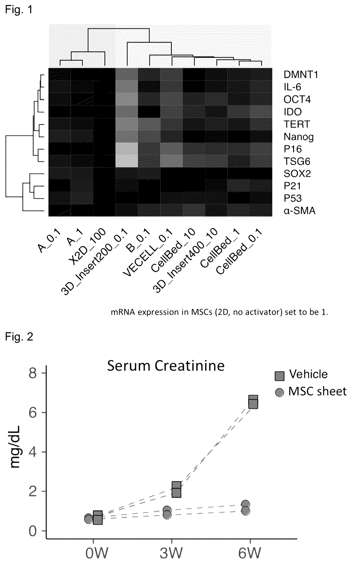 Patent US12090251 Figure 1 – Cell sheet for transplantation into living body and method for producing same