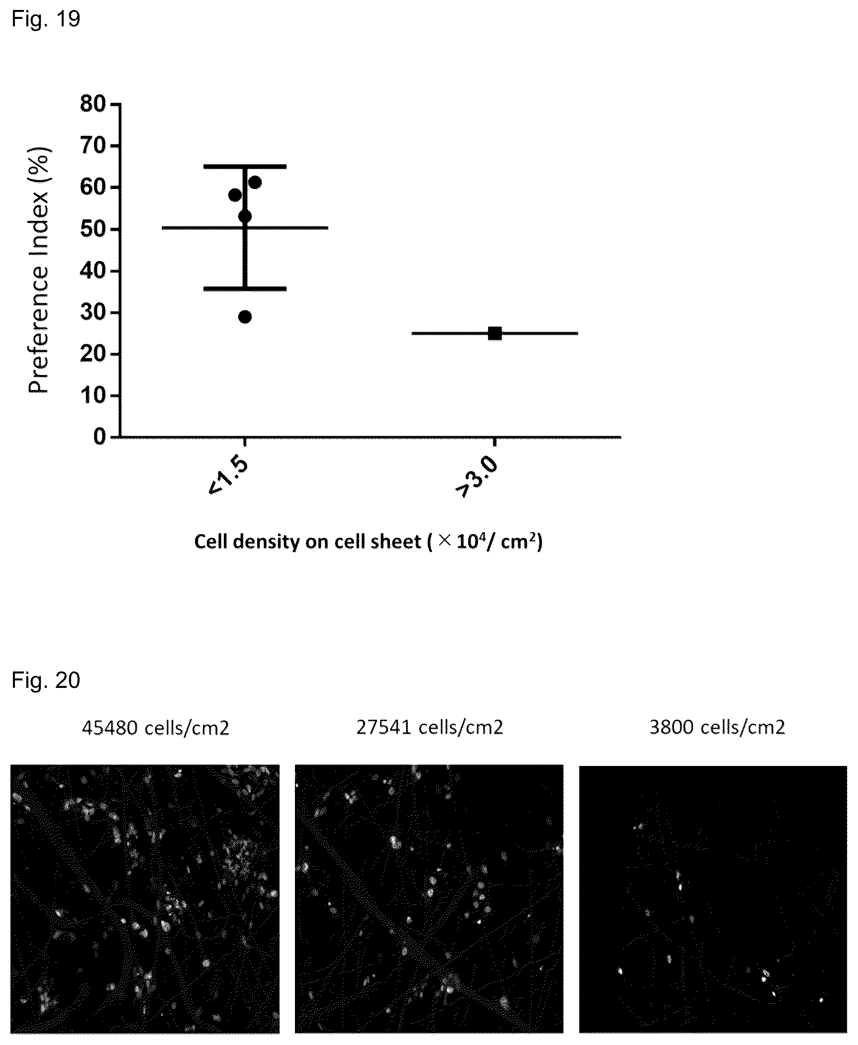 Patent US12090251 Figure 10 – Cell sheet for transplantation into living body and method for producing same