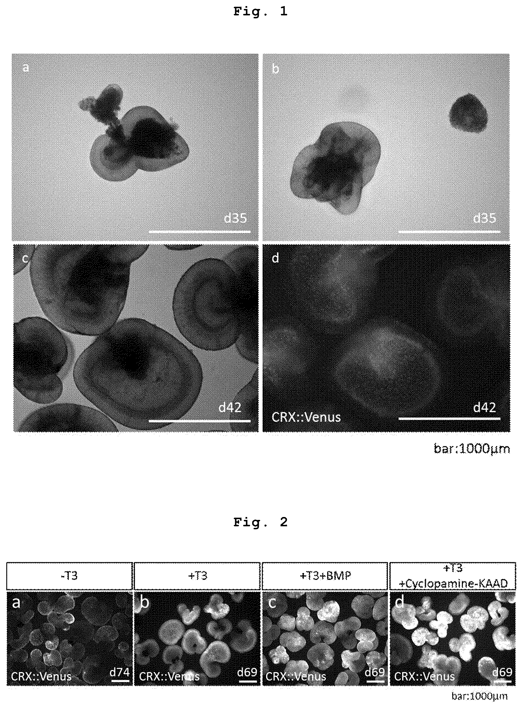 Patent US12090252 Figure 1 – Method for producing retinal tissues