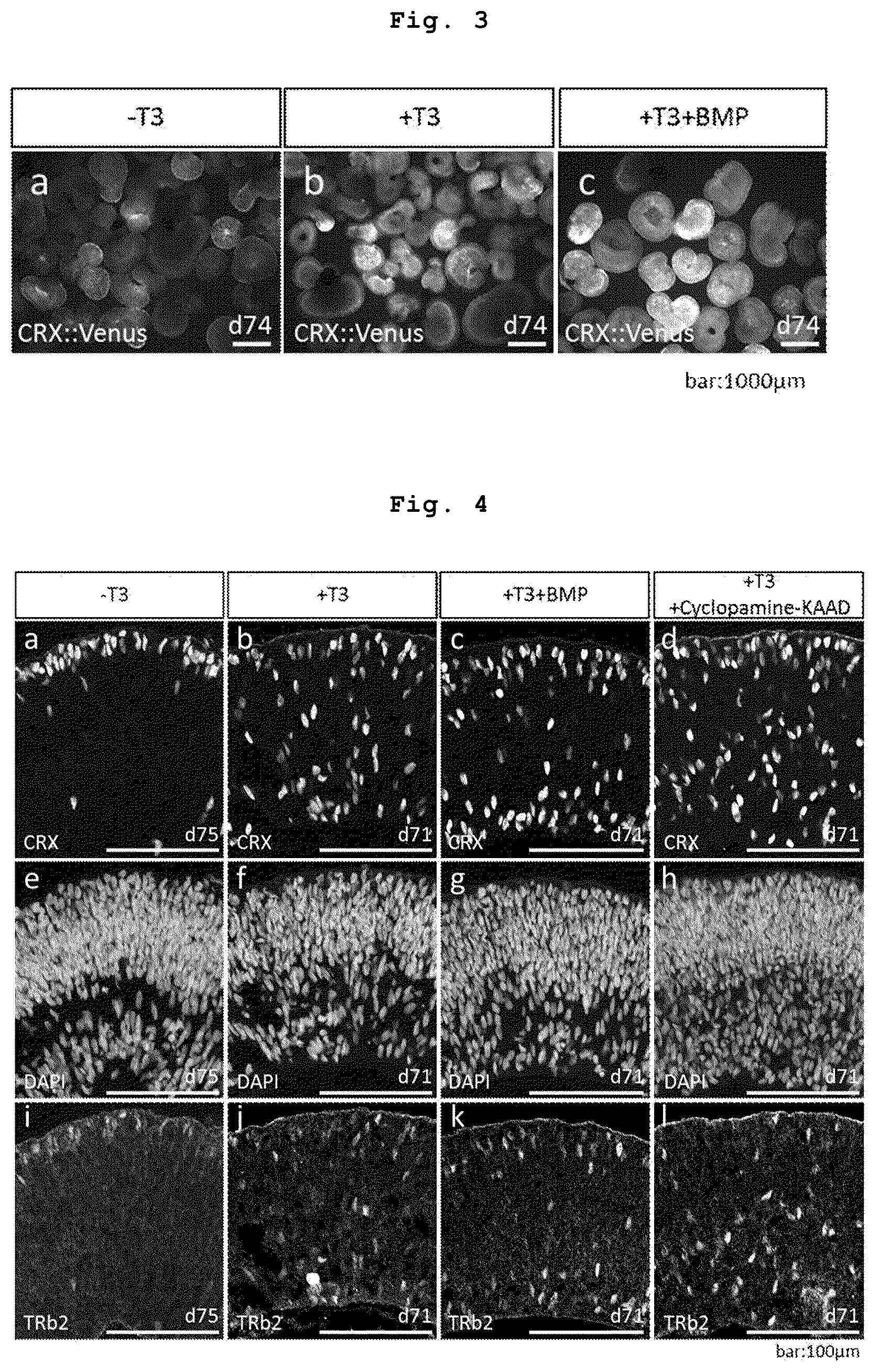 Patent US12090252 Figure 2 – Method for producing retinal tissues