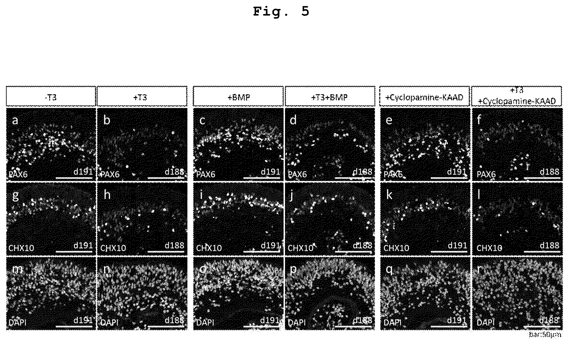 Patent US12090252 Figure 3 – Method for producing retinal tissues