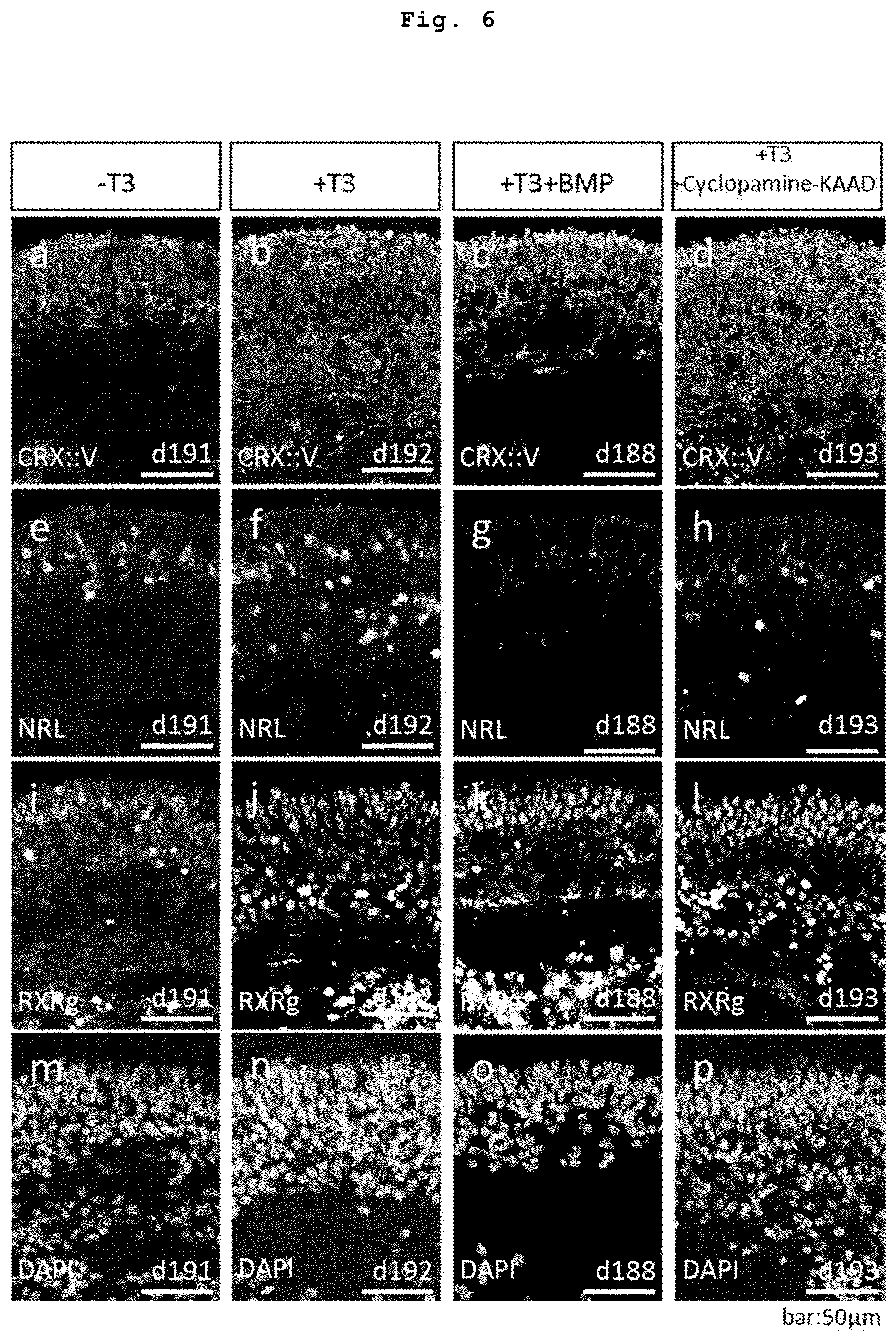 Patent US12090252 Figure 4 – Method for producing retinal tissues