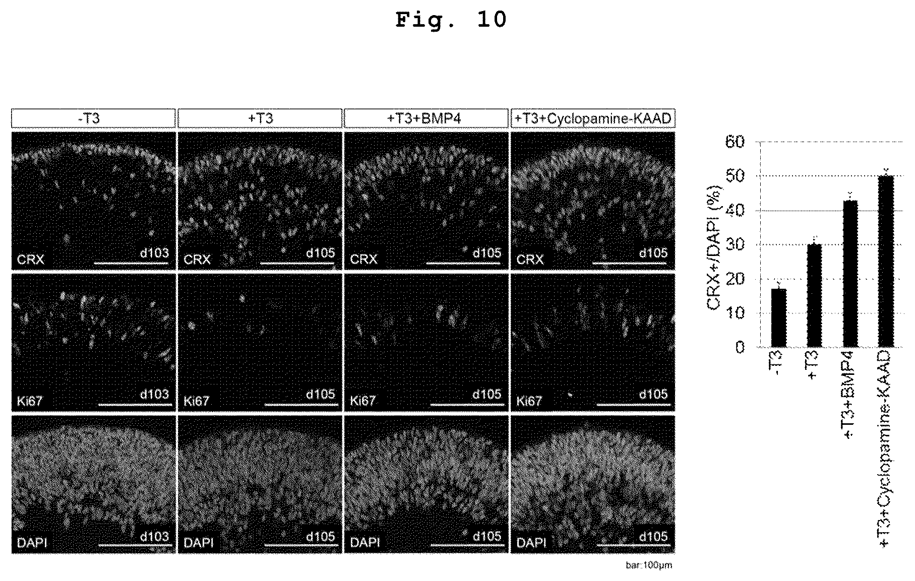 Patent US12090252 Figure 8 – Method for producing retinal tissues