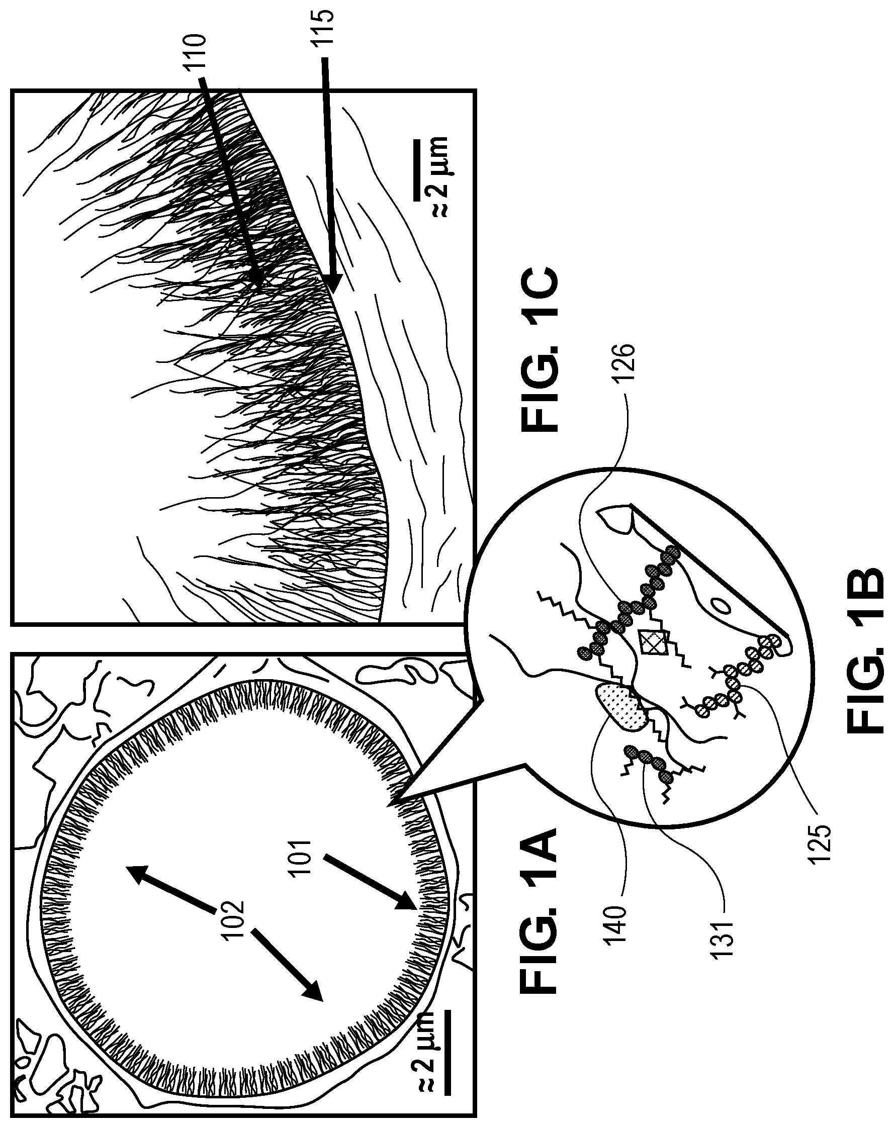 Patent US12090261 Figure 1 – Method for modulating endothelial glycocalyx structure