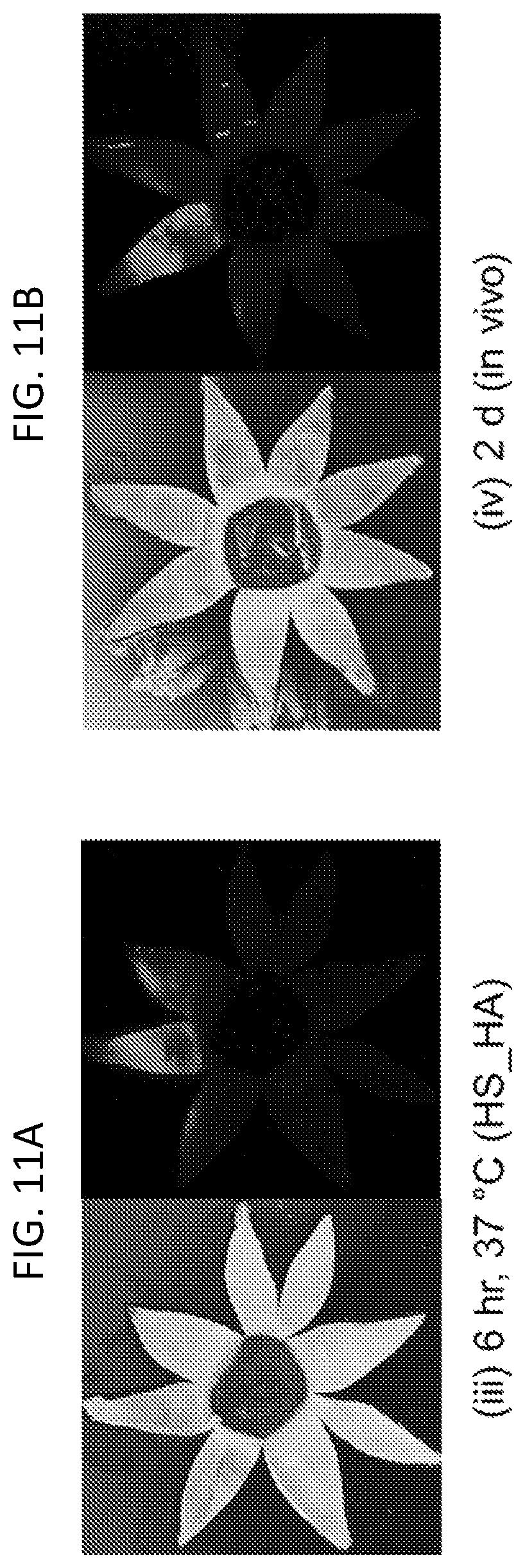 Patent US12090294 Figure 11 – Targeted drug delivery methods using a microneedle