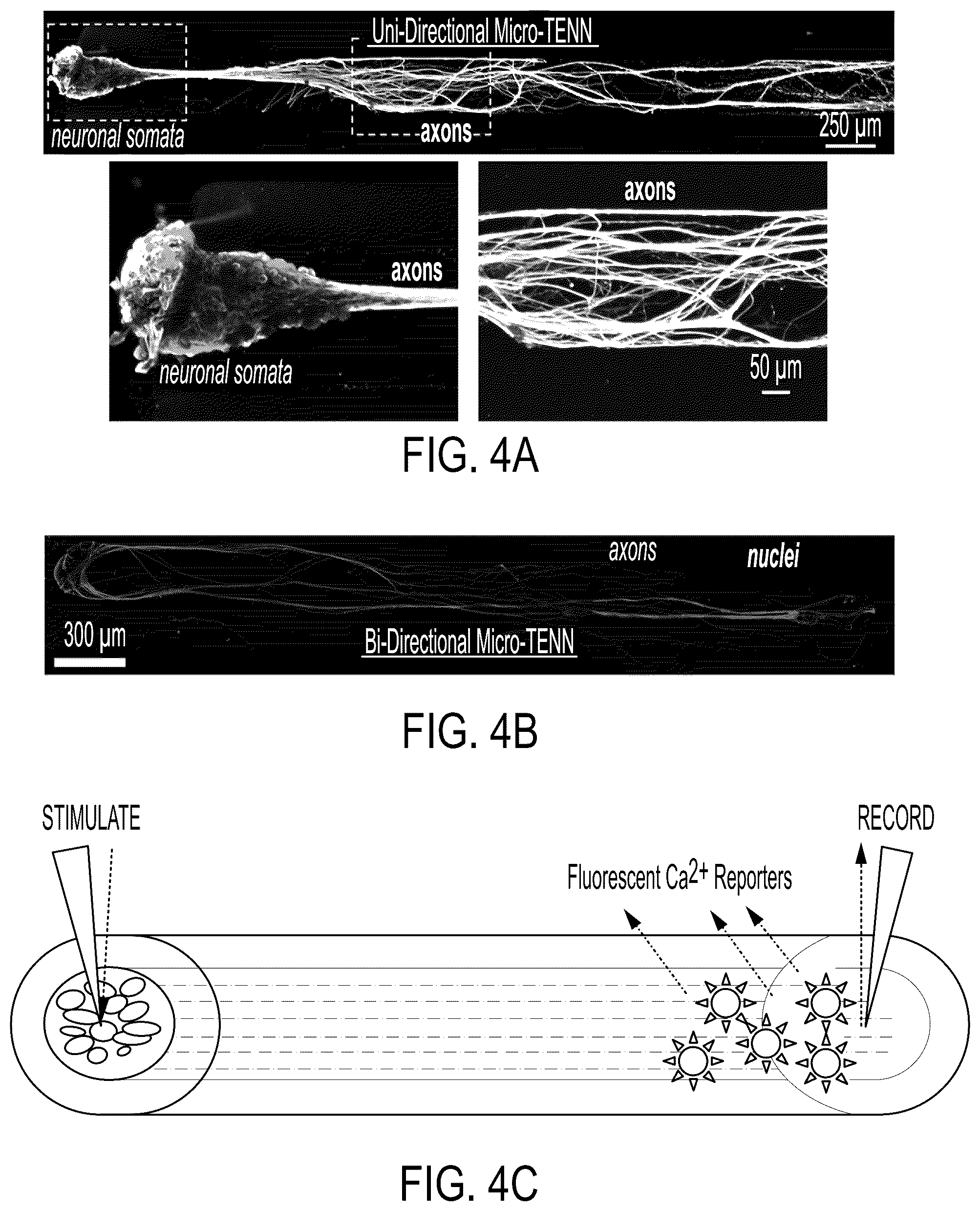 Patent US12090323 Figure 4 – Implantable living electrodes and methods for use thereof