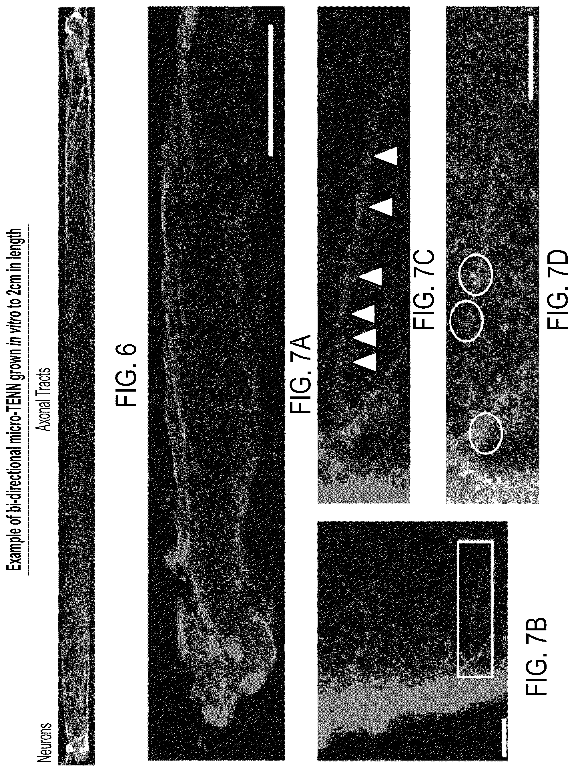Patent US12090323 Figure 6 – Implantable living electrodes and methods for use thereof