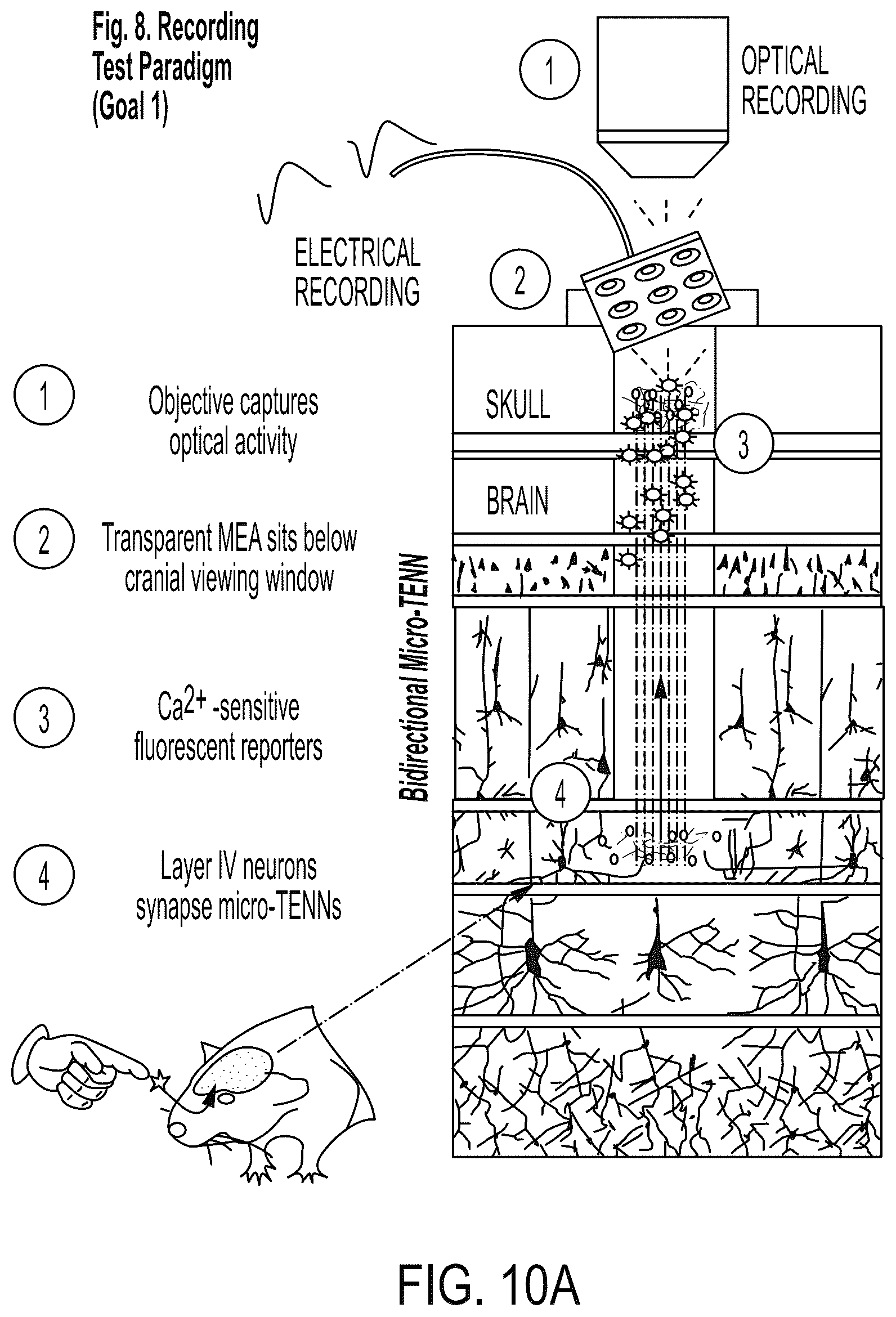 Patent US12090323 Figure 9 – Implantable living electrodes and methods for use thereof