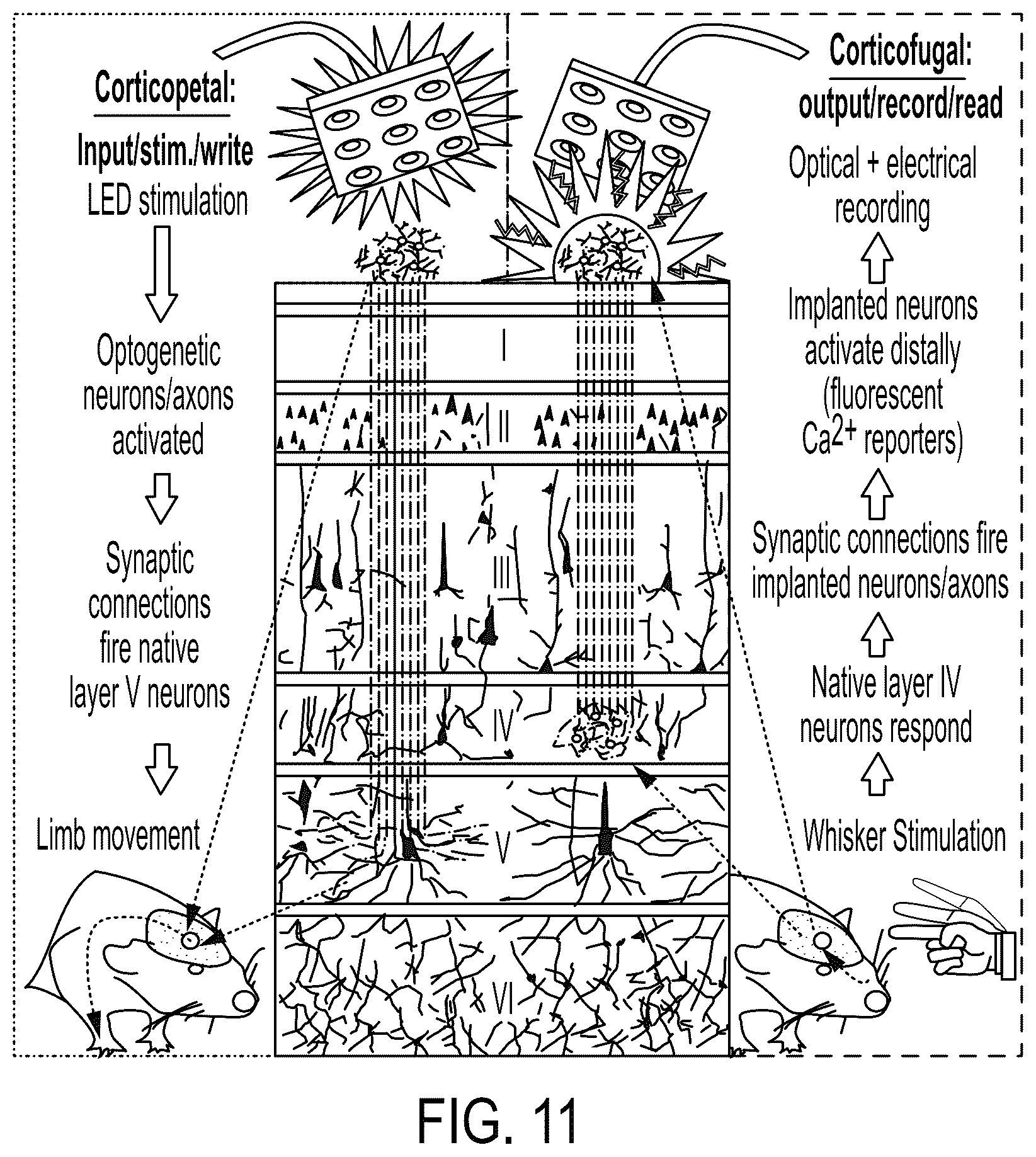 Patent US12090323 Figure 11 – Implantable living electrodes and methods for use thereof