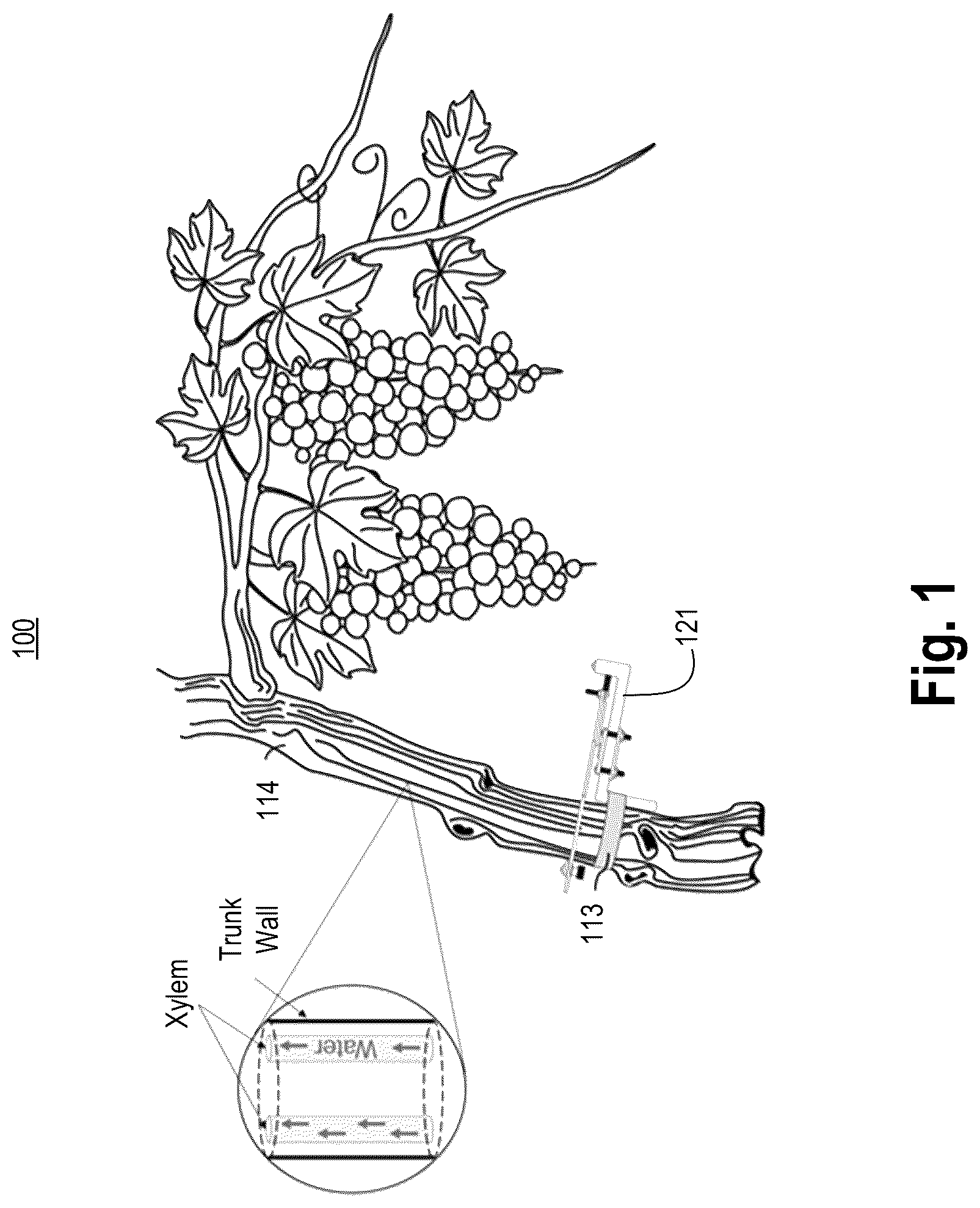 Patent US12092452 Figure 1 – Magnetic dendrometer apparatus and corresponding method