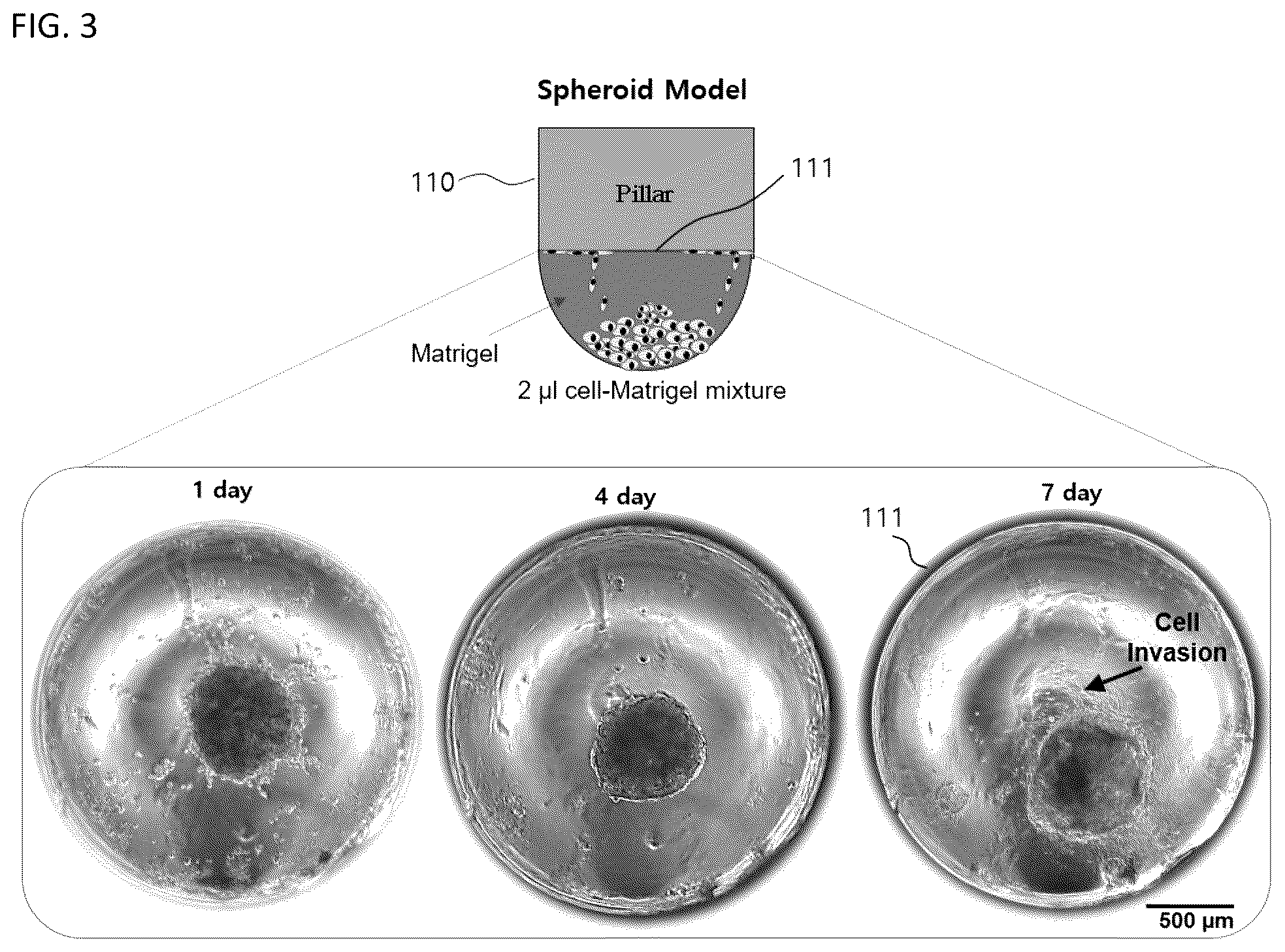Patent US12092575 Figure 2 – Measuring method of cell migration using the rate of cell invasion