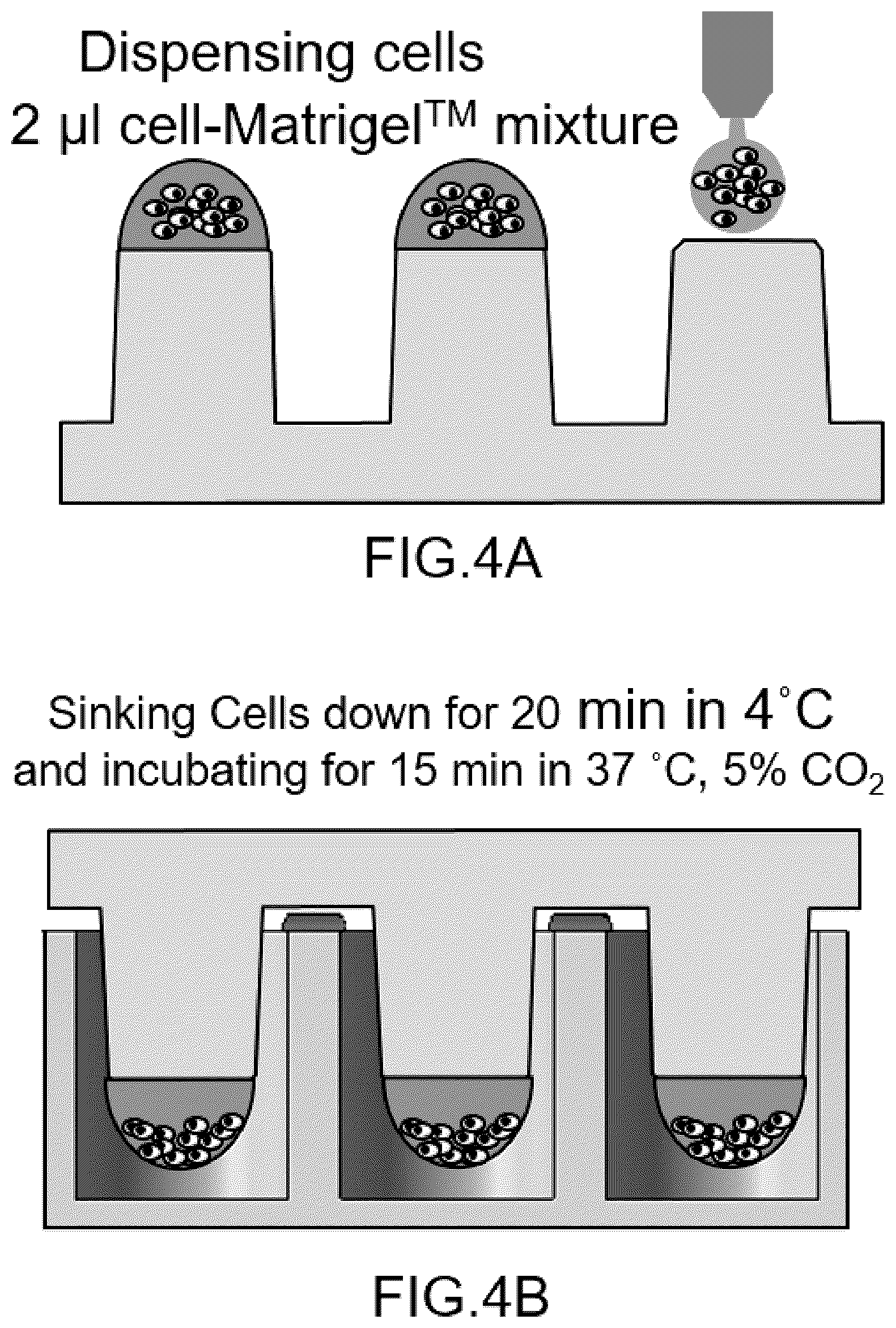 Patent US12092575 Figure 3 – Measuring method of cell migration using the rate of cell invasion