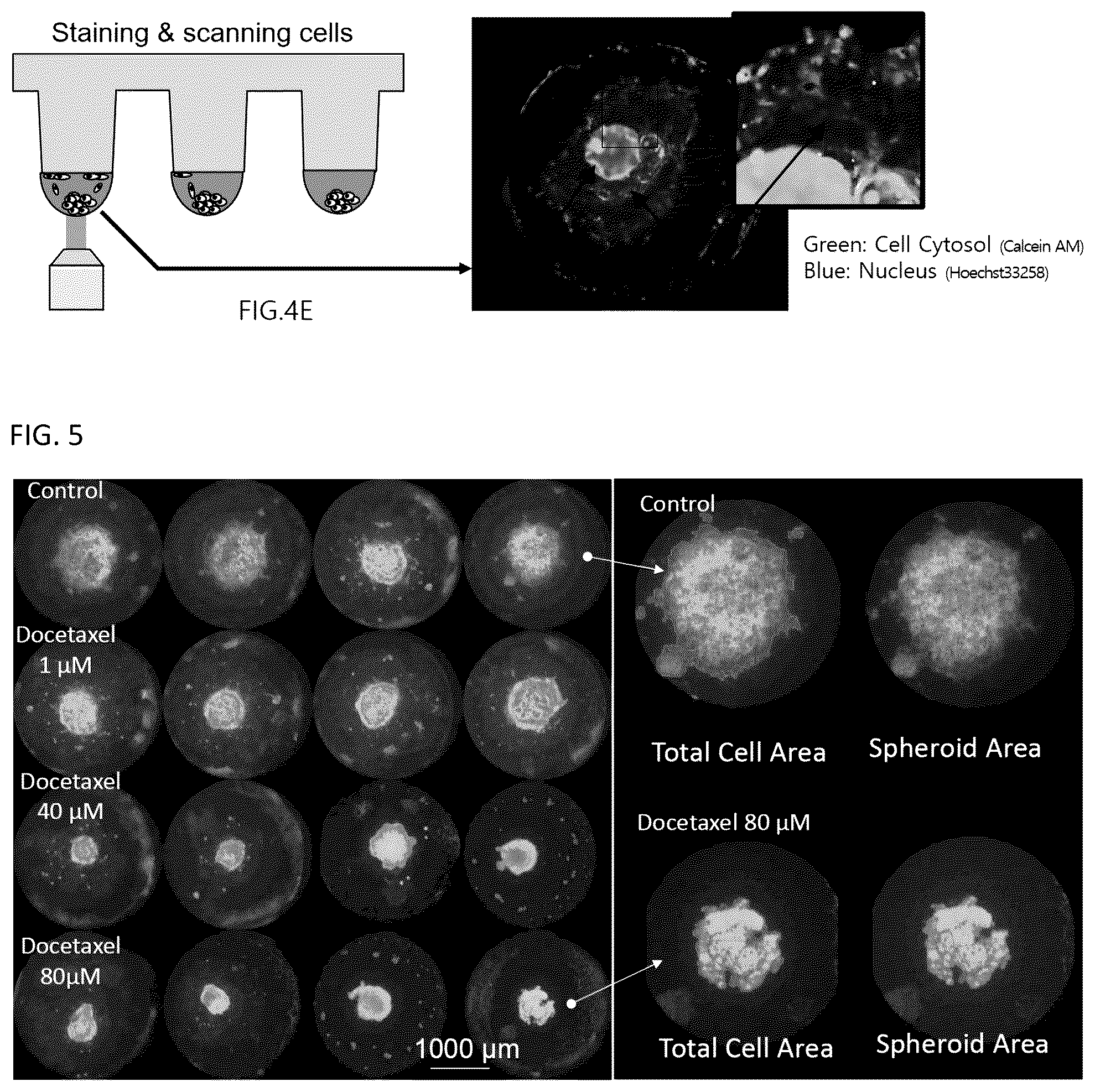 Patent US12092575 Figure 5 – Measuring method of cell migration using the rate of cell invasion