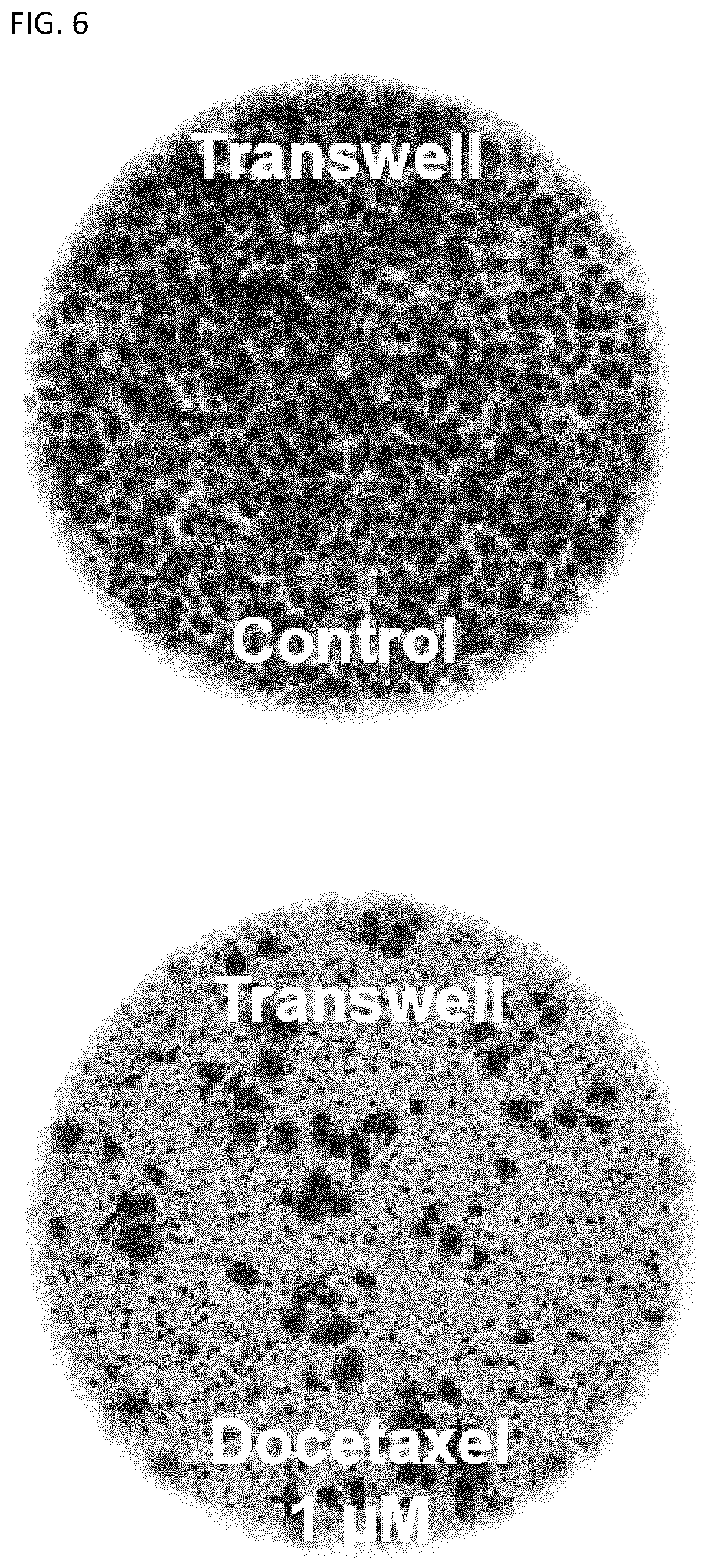Patent US12092575 Figure 6 – Measuring method of cell migration using the rate of cell invasion