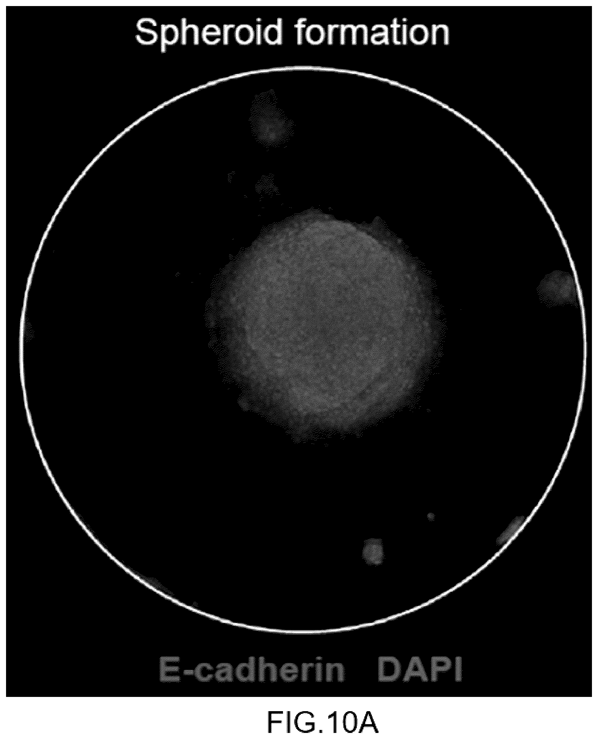 Patent US12092575 Figure 10 – Measuring method of cell migration using the rate of cell invasion