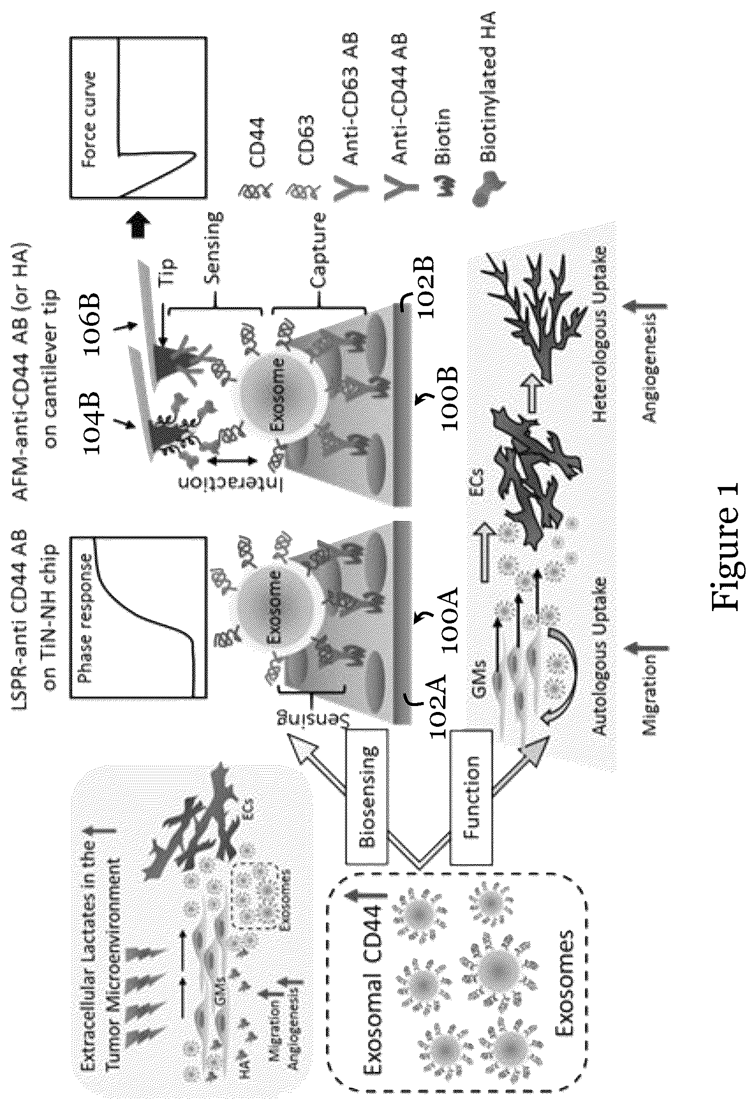 Patent US12092636 Figure 1 – Sensor for liquid biopsy and its method of making, and method of non-invasive liquid biopsy