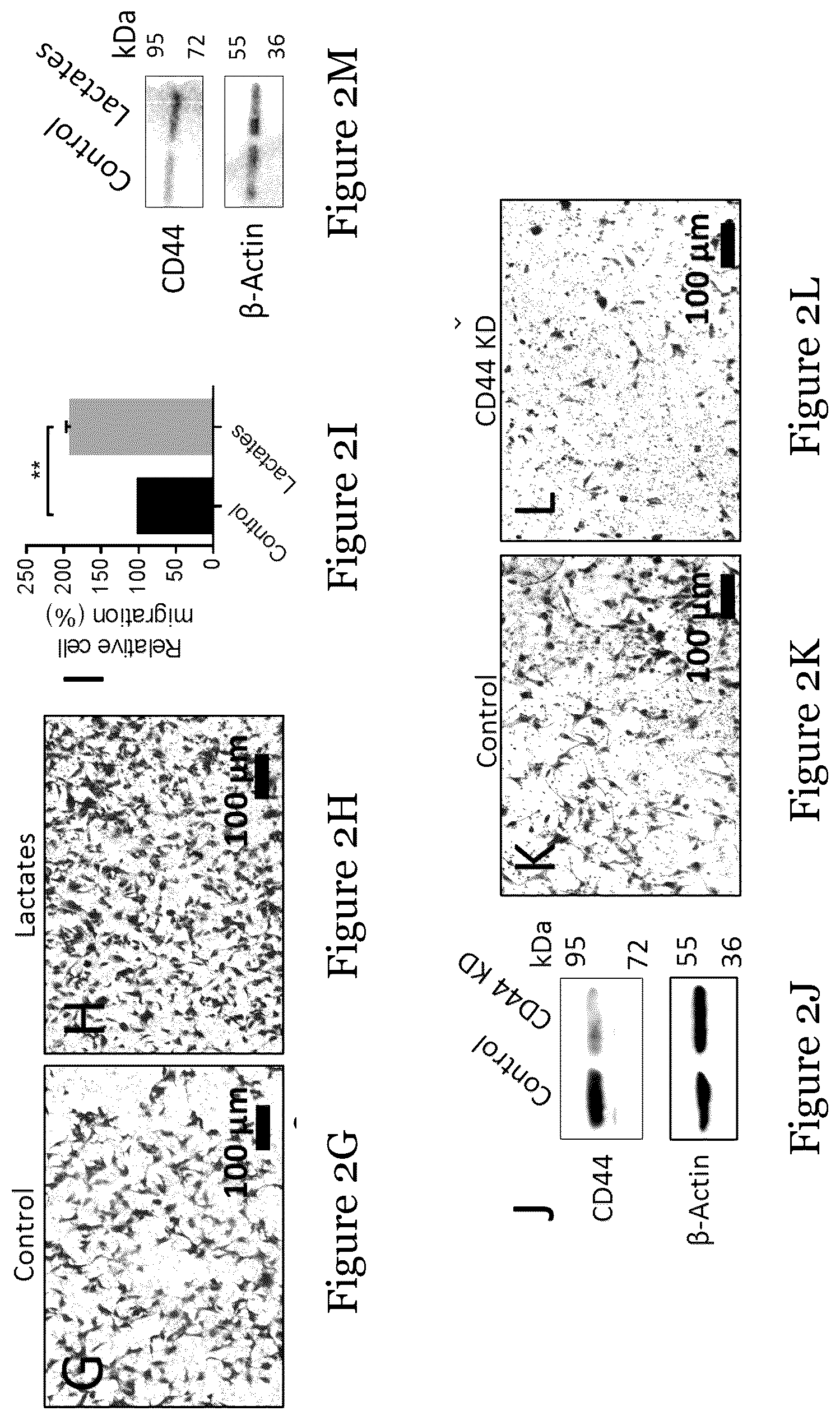 Patent US12092636 Figure 3 – Sensor for liquid biopsy and its method of making, and method of non-invasive liquid biopsy