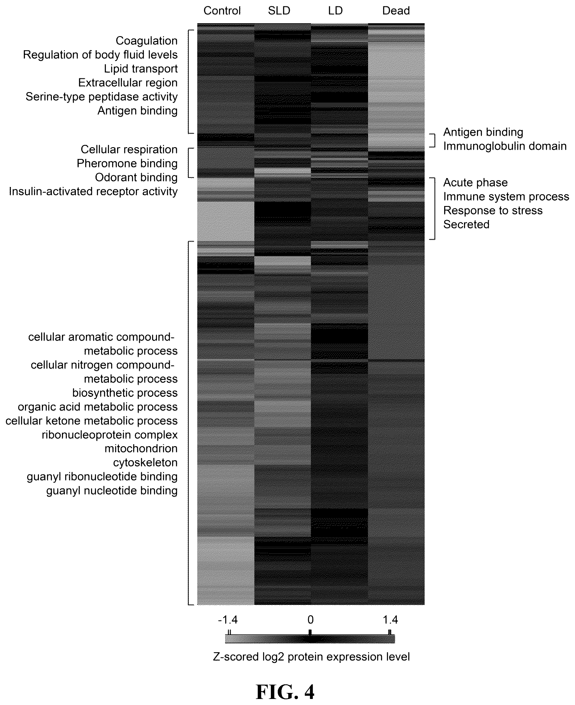 Patent US12092640 Figure 3 – Methods and compositions for diagnosis of rickettsia infection