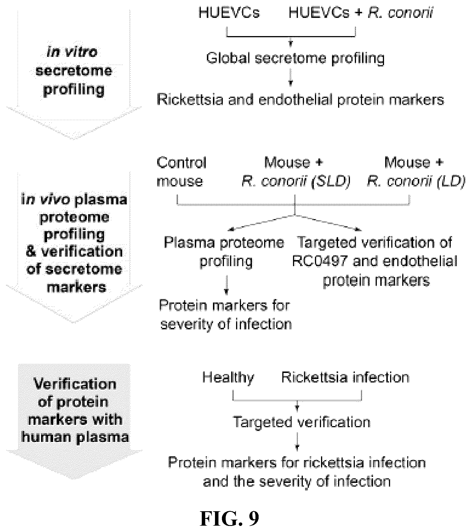 Patent US12092640 Figure 6 – Methods and compositions for diagnosis of rickettsia infection