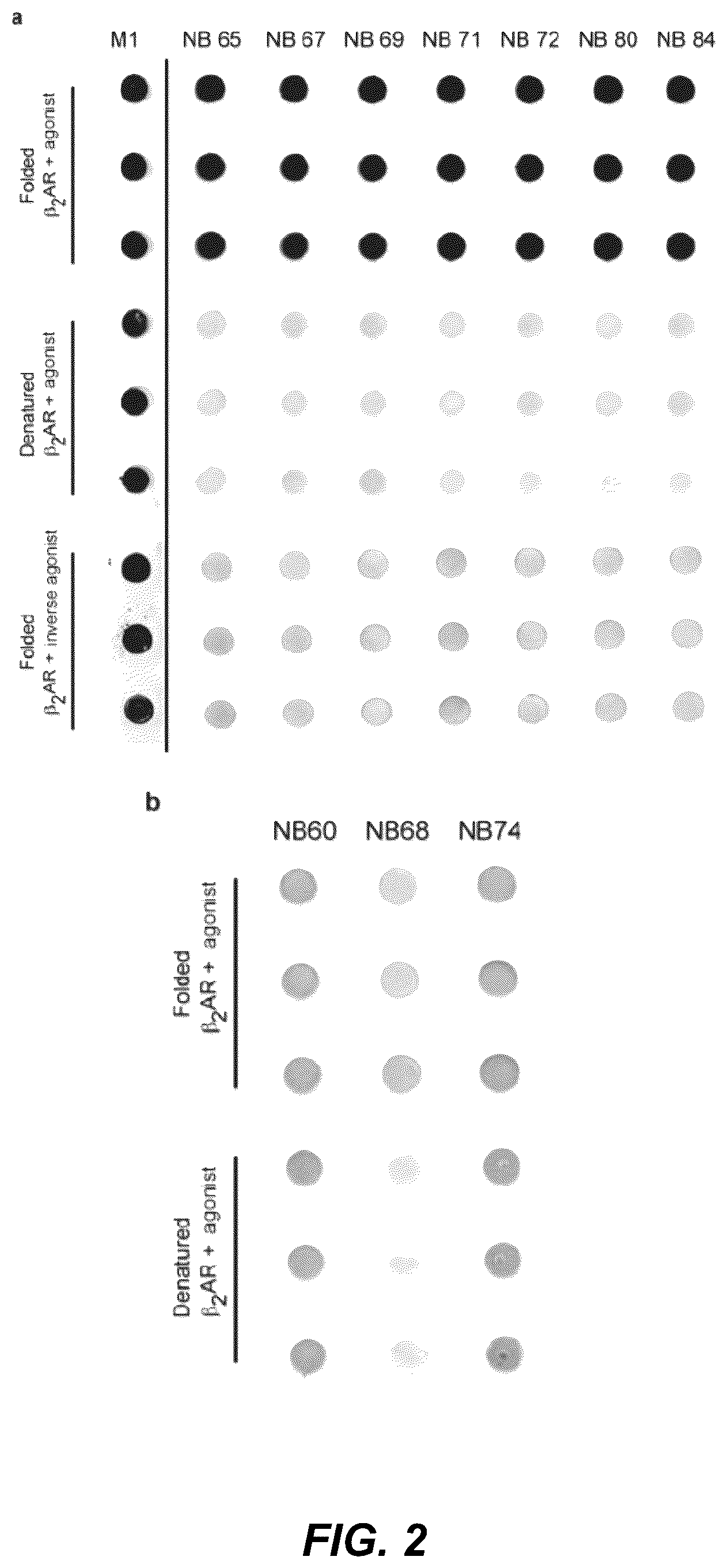 Patent US12092646 Figure 2 – Protein binding domains stabilizing functional conformational states of GPCRS and uses thereof