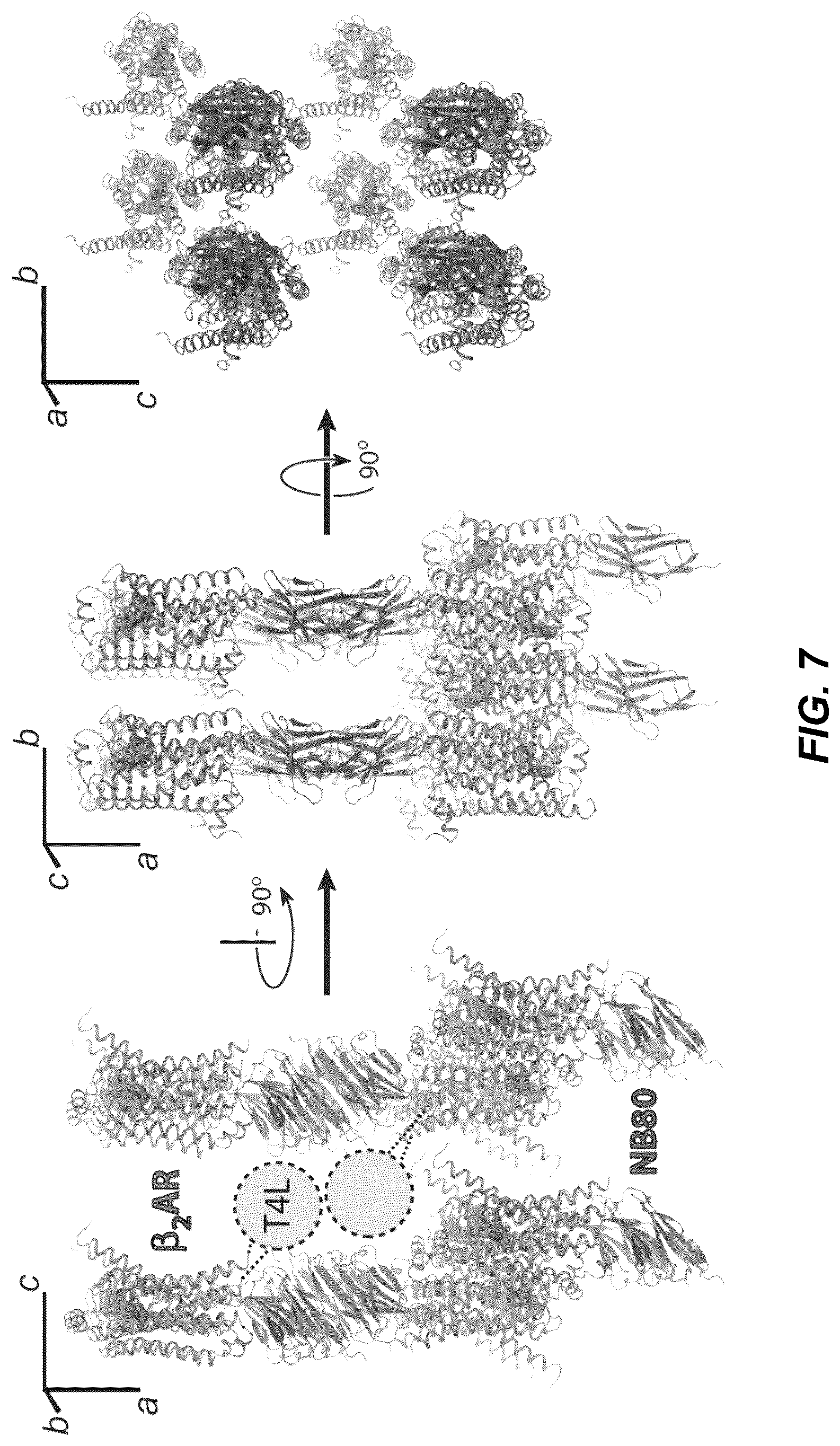 Patent US12092646 Figure 13 – Protein binding domains stabilizing functional conformational states of GPCRS and uses thereof