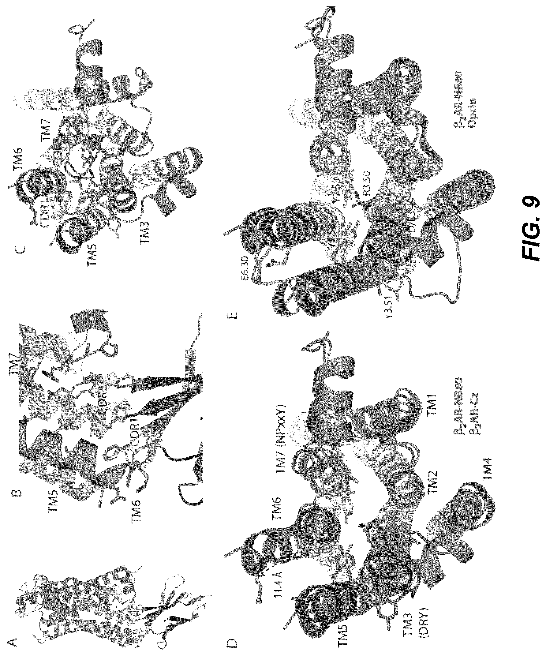 Patent US12092646 Figure 15 – Protein binding domains stabilizing functional conformational states of GPCRS and uses thereof