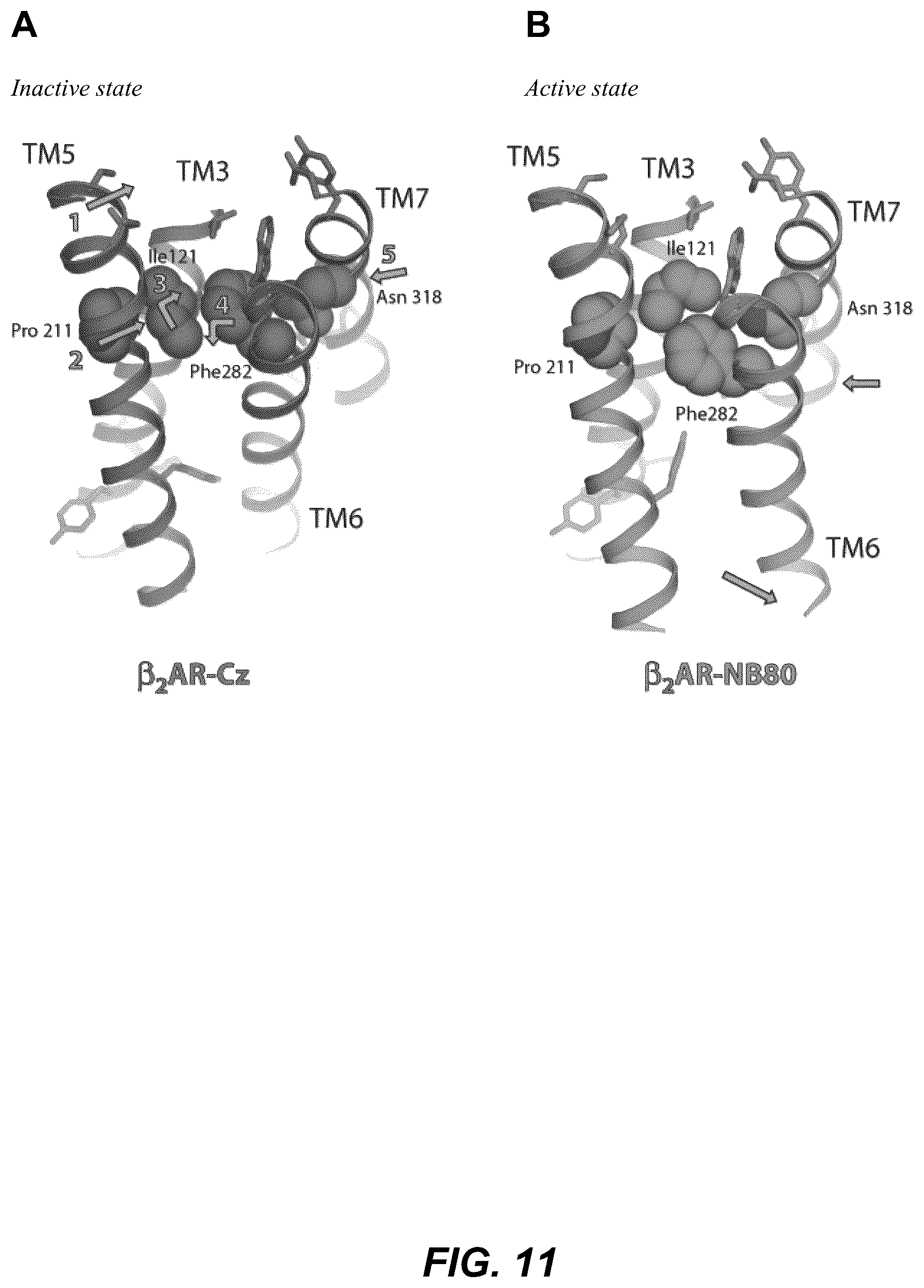 Patent US12092646 Figure 17 – Protein binding domains stabilizing functional conformational states of GPCRS and uses thereof