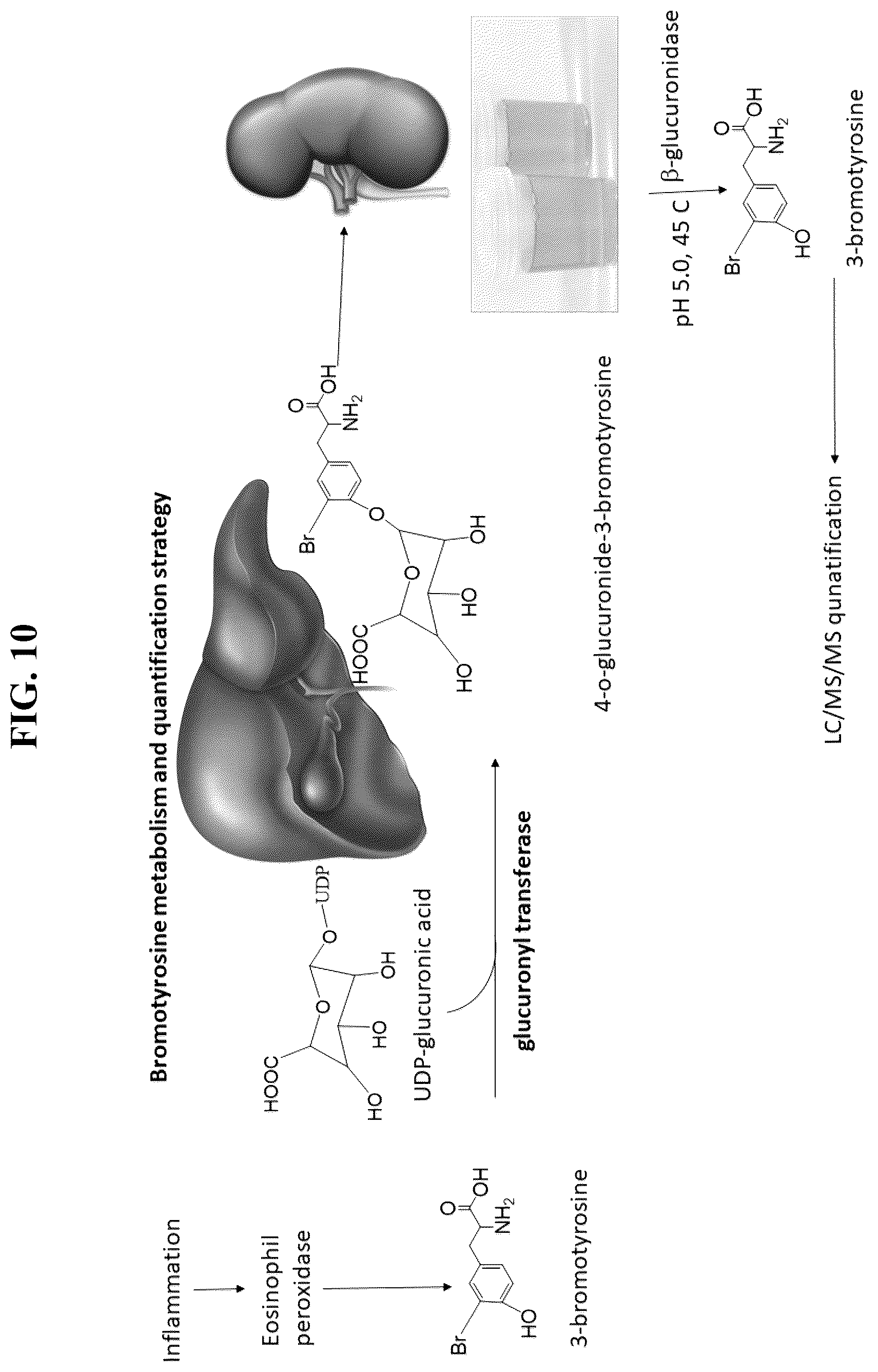 Patent US12092648 Figure 12 – Detection of glucuronidated and 3-bromotyrosine