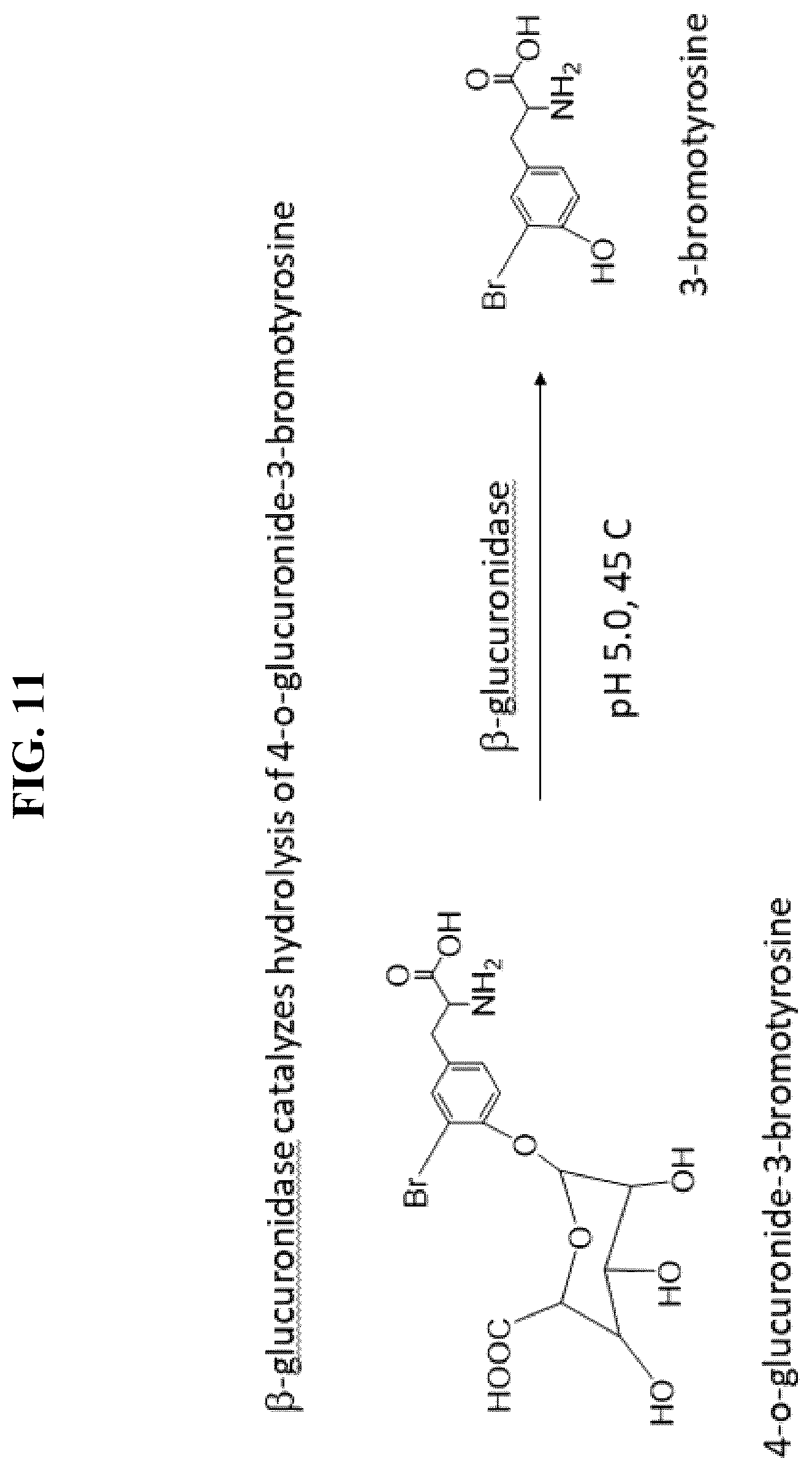 Patent US12092648 Figure 13 – Detection of glucuronidated and 3-bromotyrosine