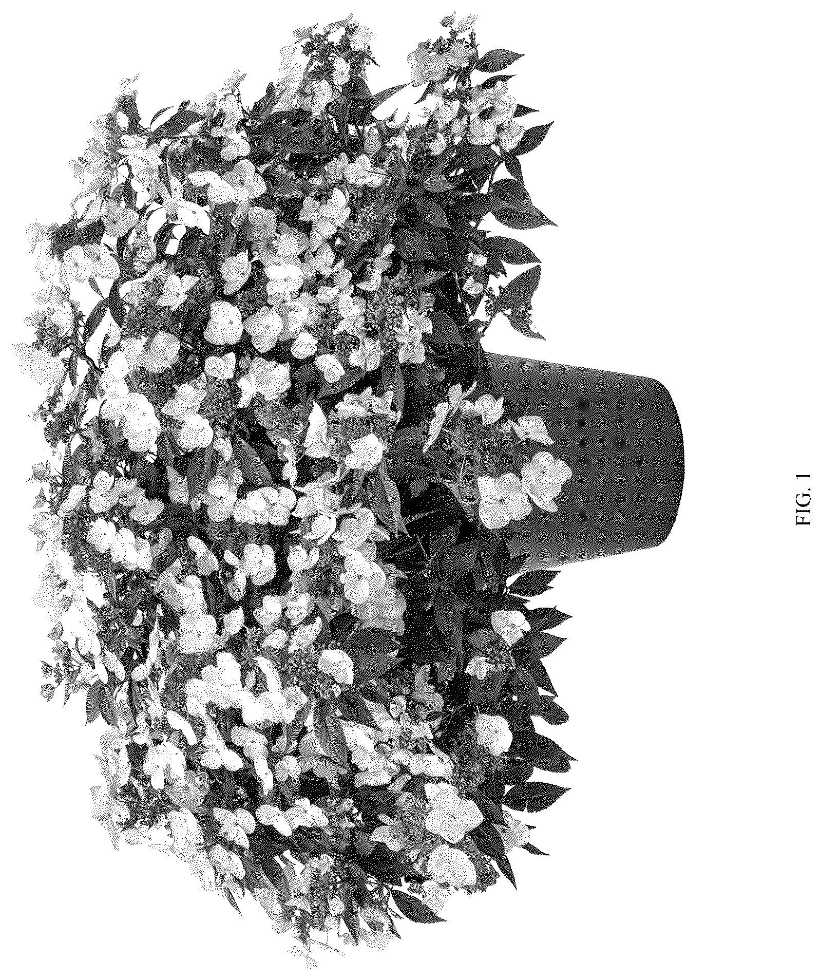 Patent US12096739 Figure 1 – Hydrangea plant ‘HMOPICO04-0’