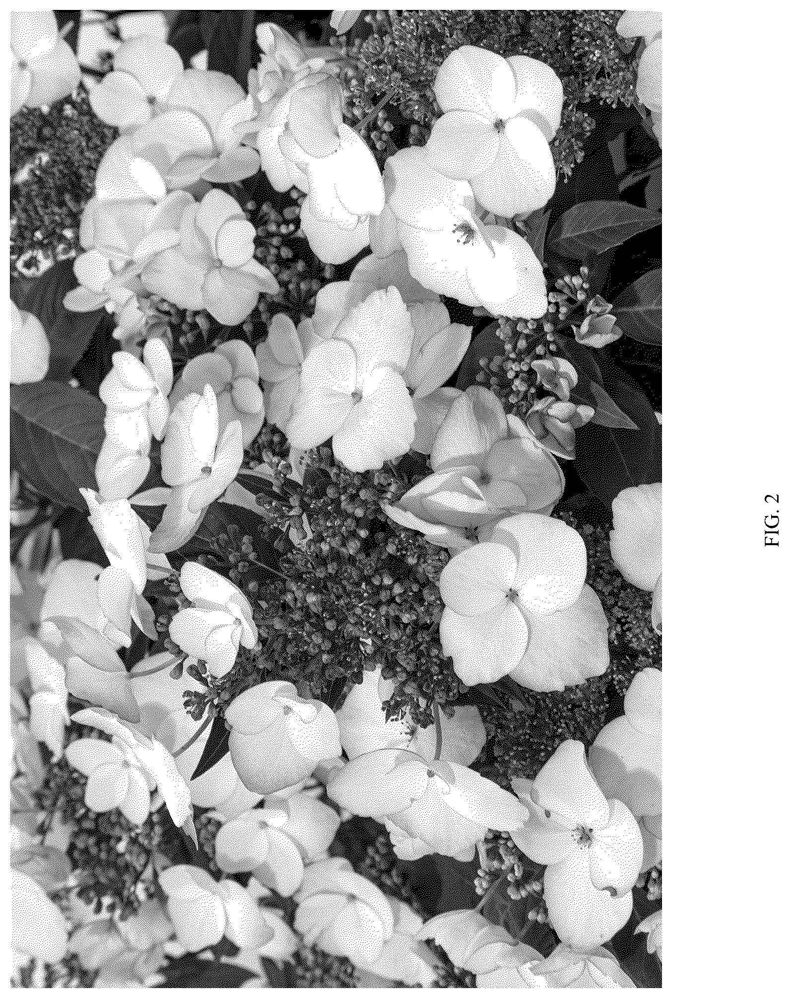 Patent US12096739 Figure 2 – Hydrangea plant ‘HMOPICO04-0’