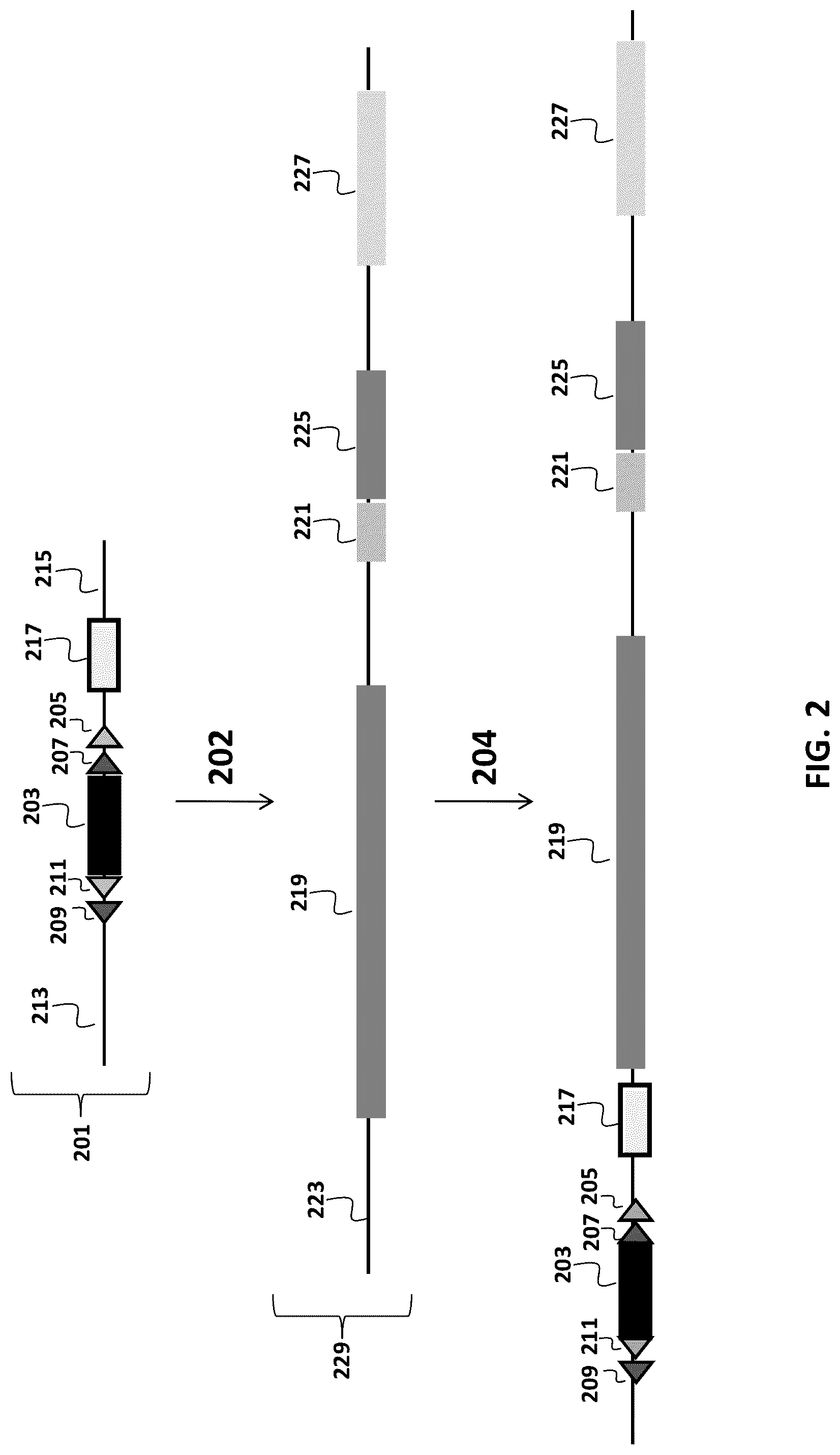 Patent US12096753 Figure 2 – Transgenic animals and methods of use