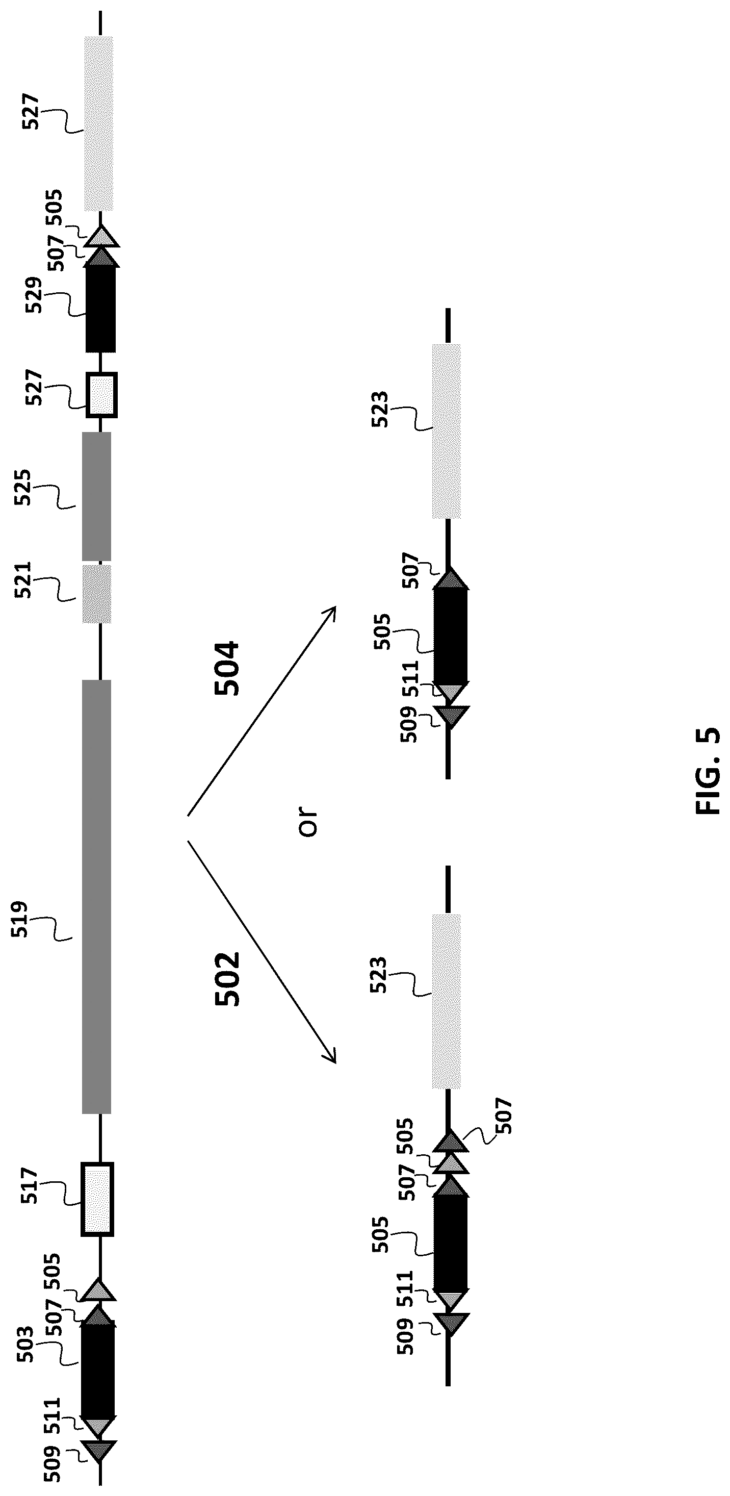 Patent US12096753 Figure 5 – Transgenic animals and methods of use