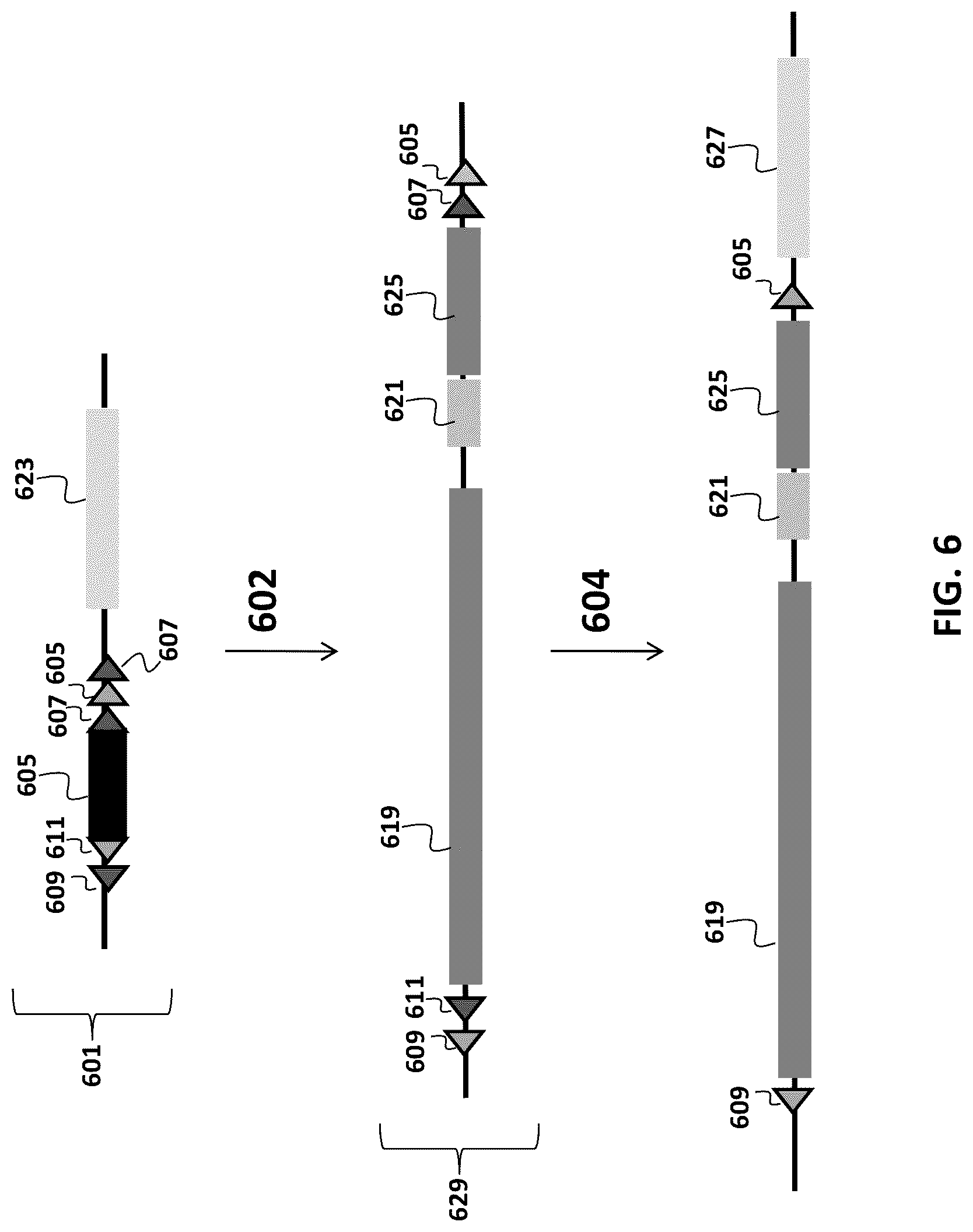 Patent US12096753 Figure 6 – Transgenic animals and methods of use