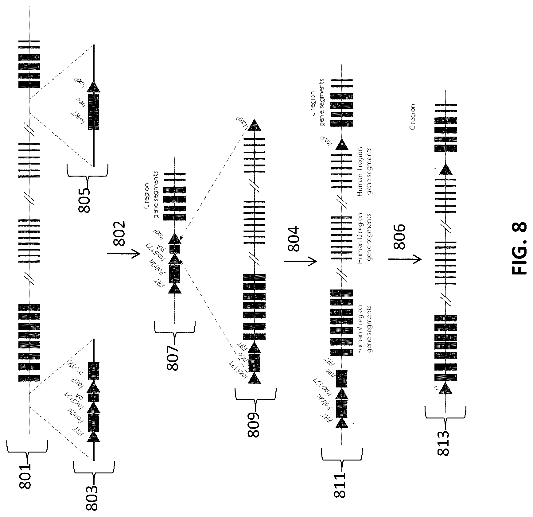 Patent US12096753 Figure 8 – Transgenic animals and methods of use