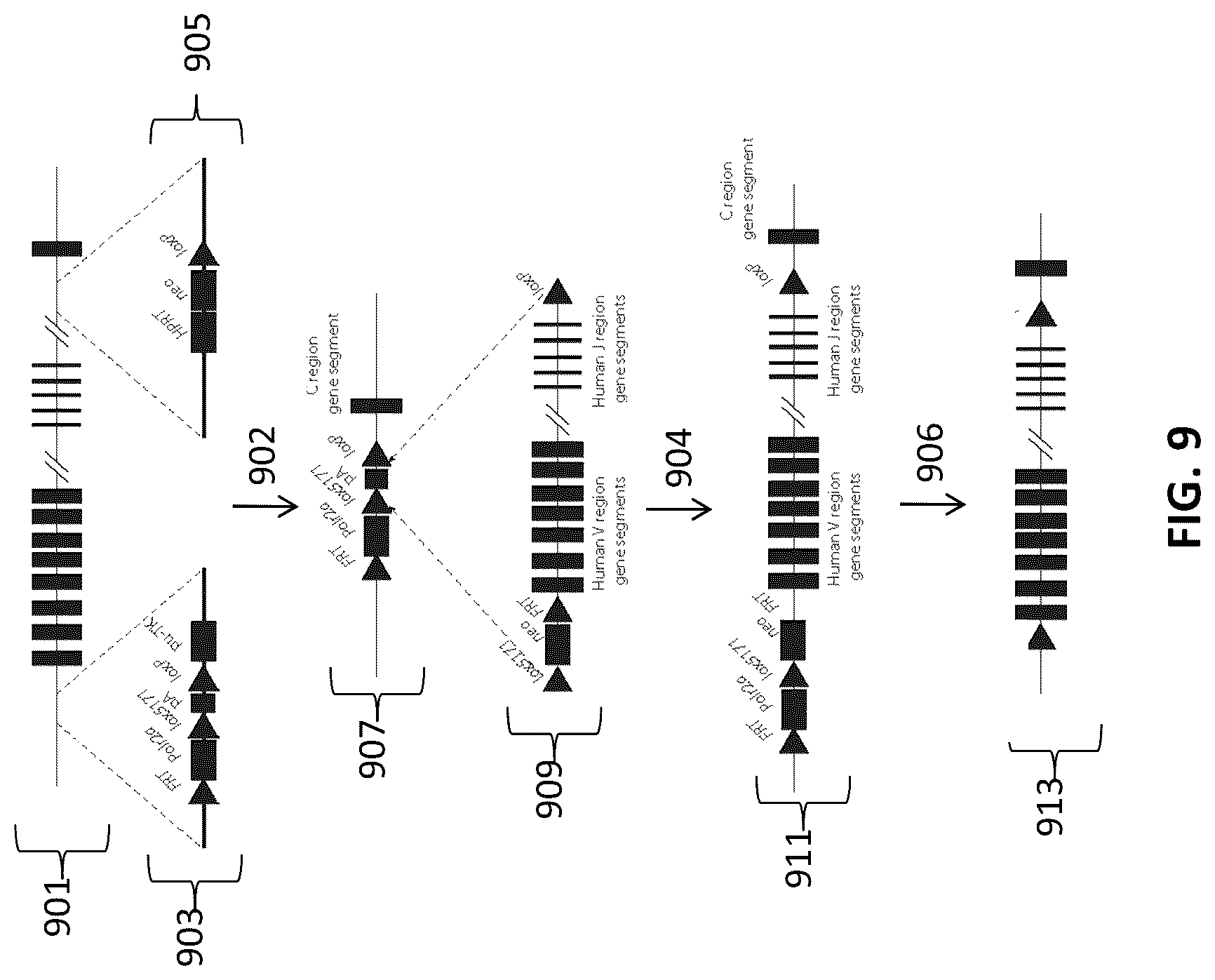 Patent US12096753 Figure 9 – Transgenic animals and methods of use