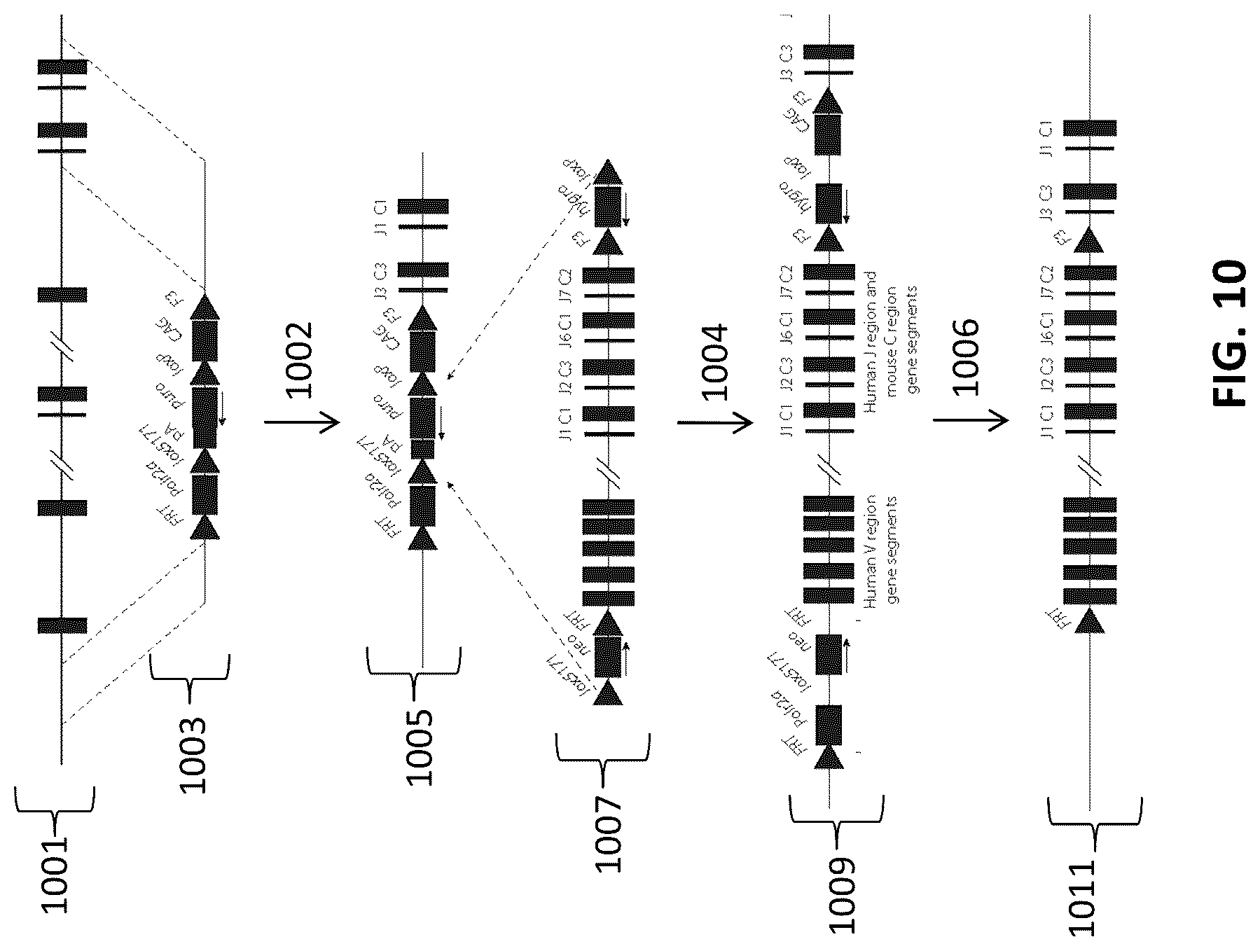 Patent US12096753 Figure 10 – Transgenic animals and methods of use