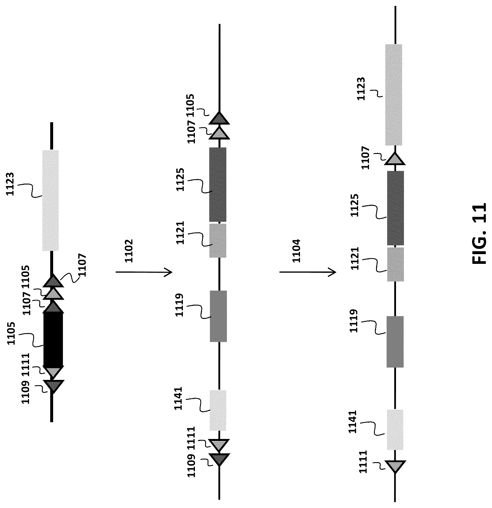 Patent US12096753 Figure 11 – Transgenic animals and methods of use