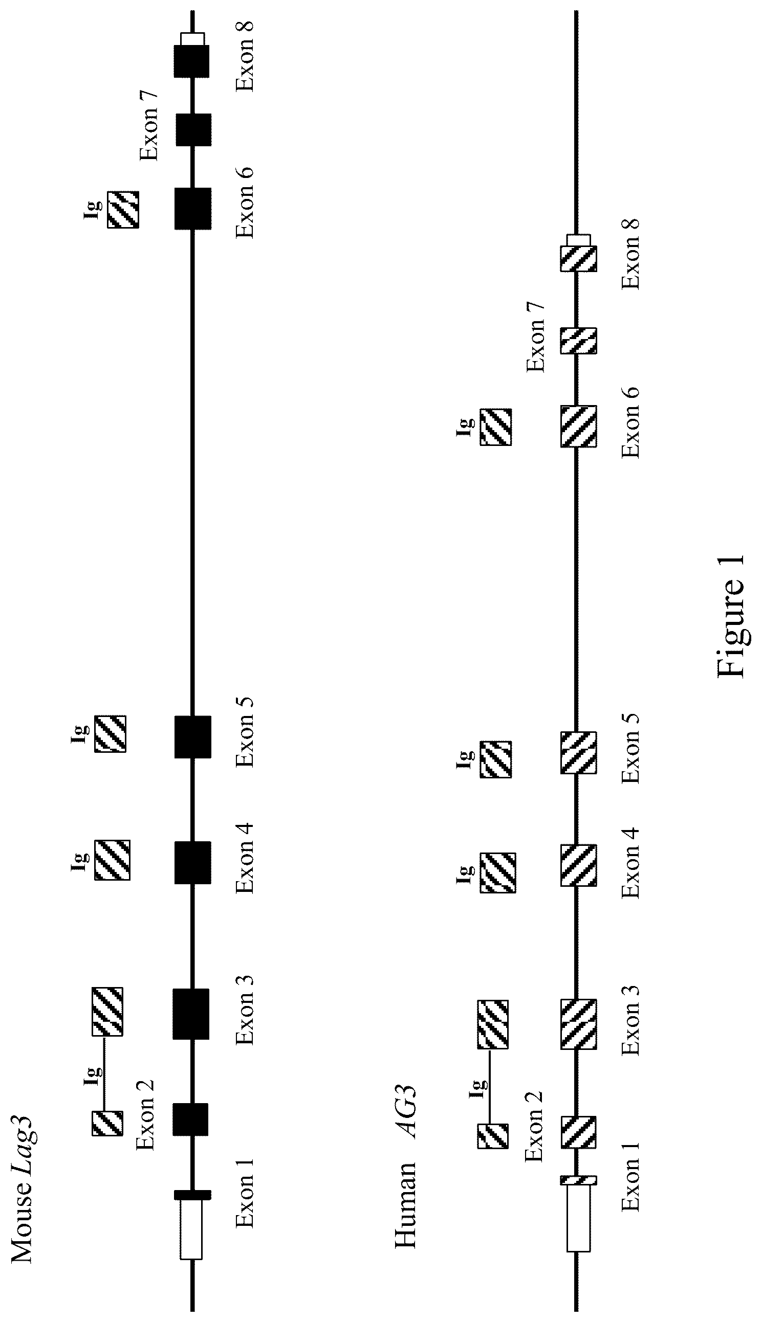 Patent US12096754 Figure 1 – Non-human animals having a humanized lymphocyte-activation gene 3