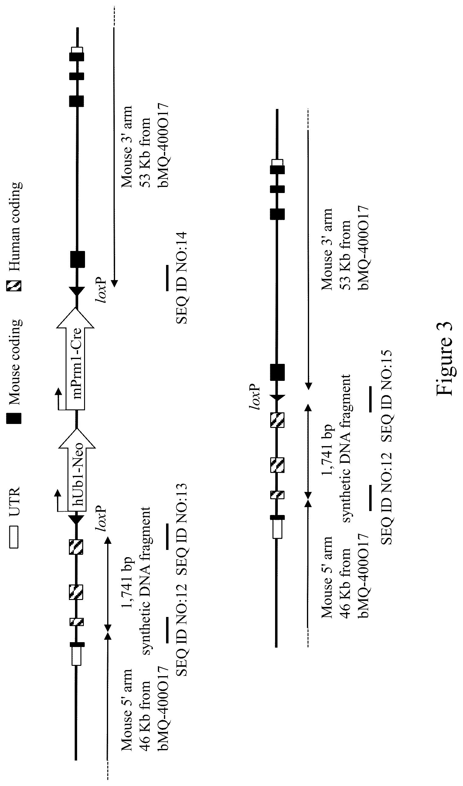 Patent US12096754 Figure 3 – Non-human animals having a humanized lymphocyte-activation gene 3