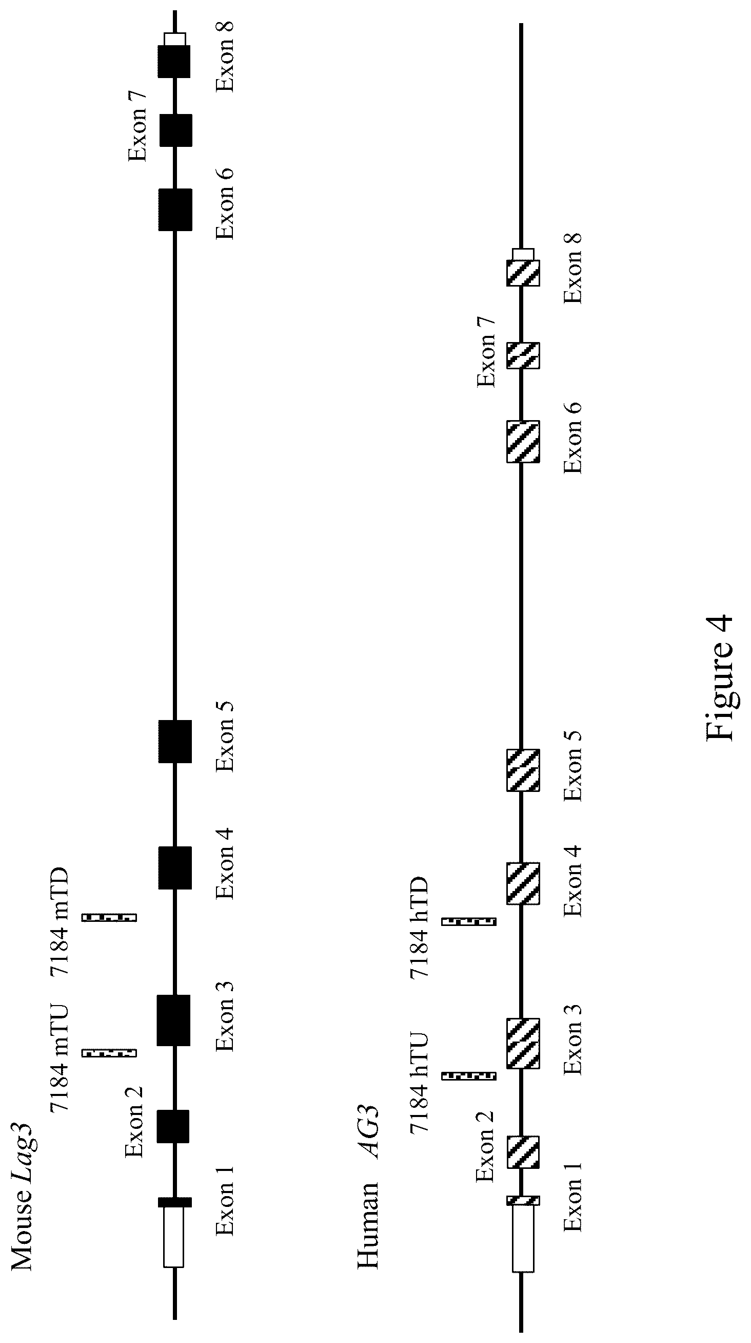 Patent US12096754 Figure 4 – Non-human animals having a humanized lymphocyte-activation gene 3