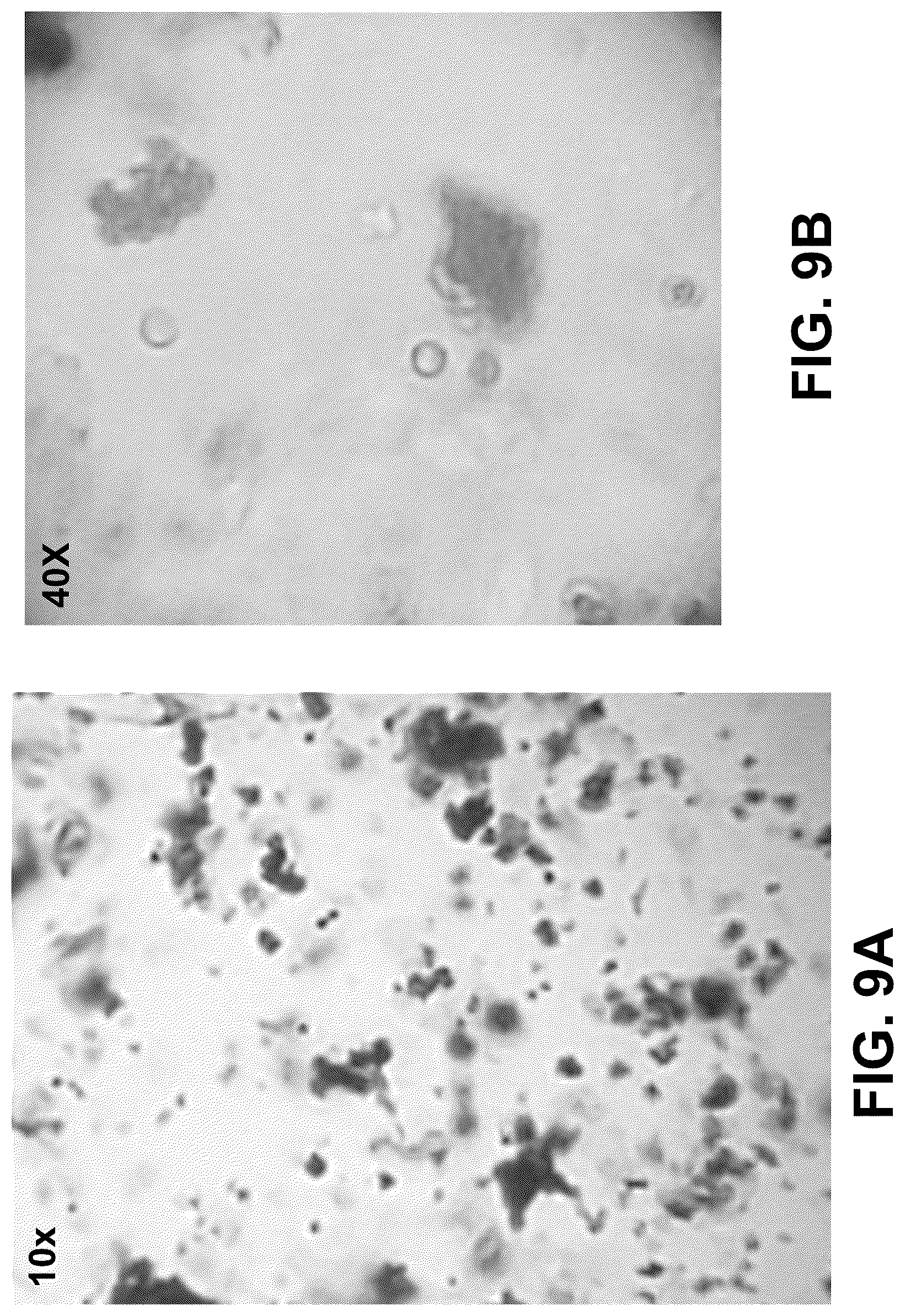 Patent US12096775 Figure 17 – Method of stable formulation of microbial and microbe derived products and use of same