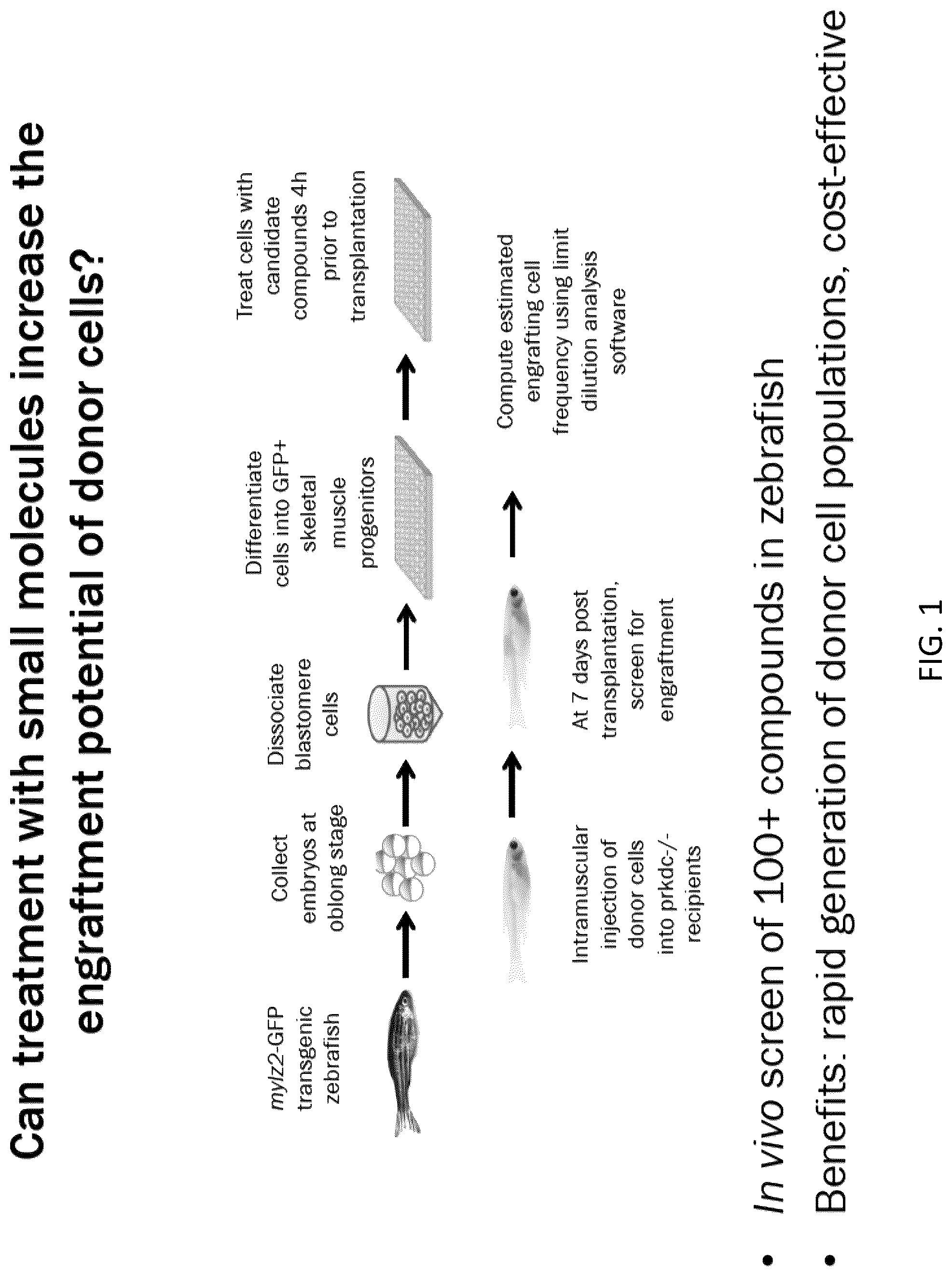 Patent US12097174 Figure 1 – Methods and agents that enhance myogenic progenitor cell engraftment