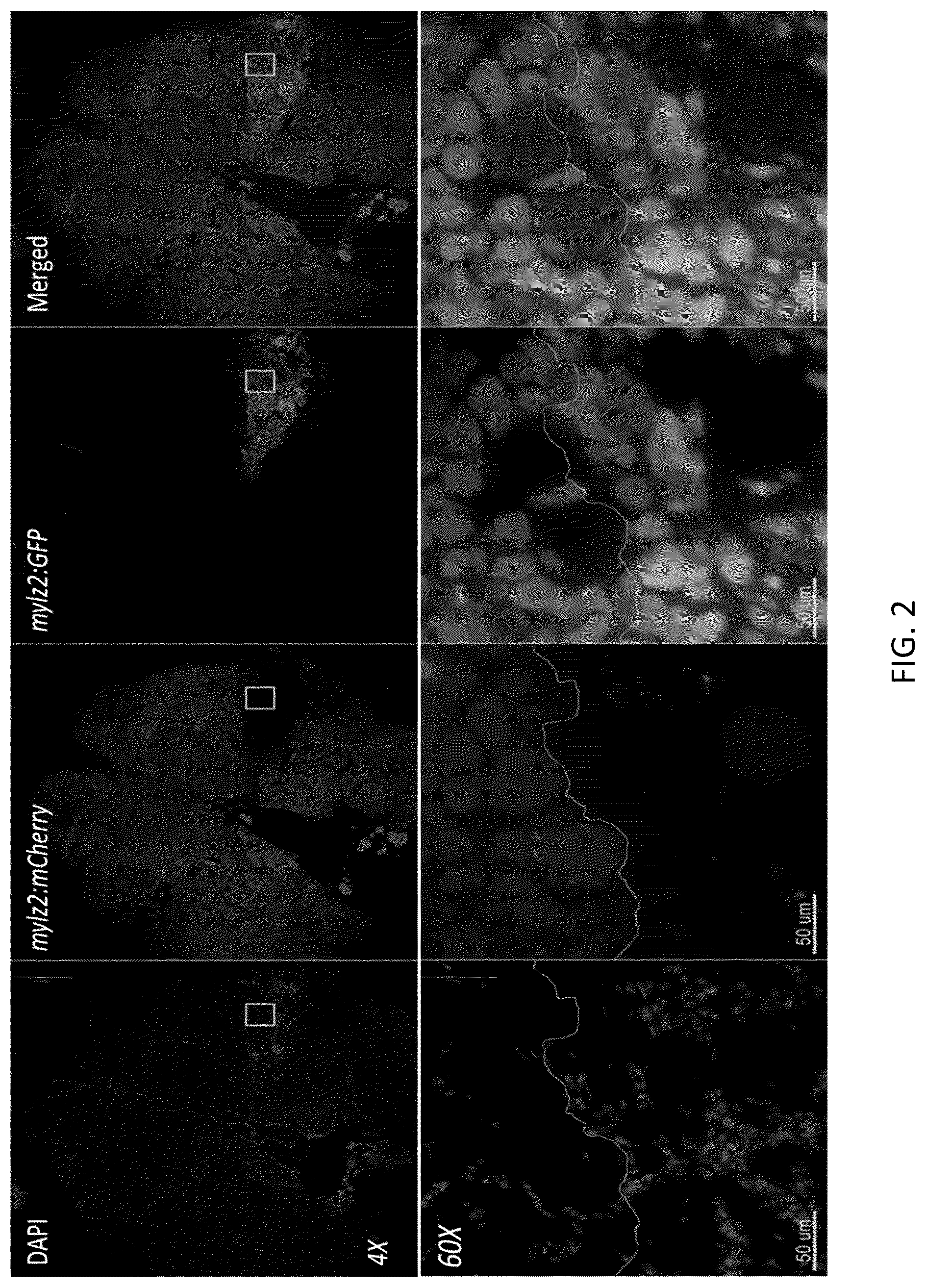 Patent US12097174 Figure 2 – Methods and agents that enhance myogenic progenitor cell engraftment