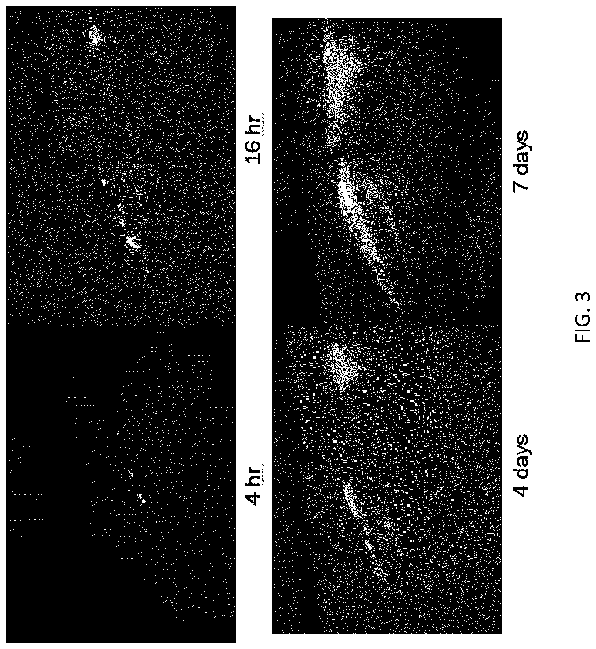 Patent US12097174 Figure 3 – Methods and agents that enhance myogenic progenitor cell engraftment