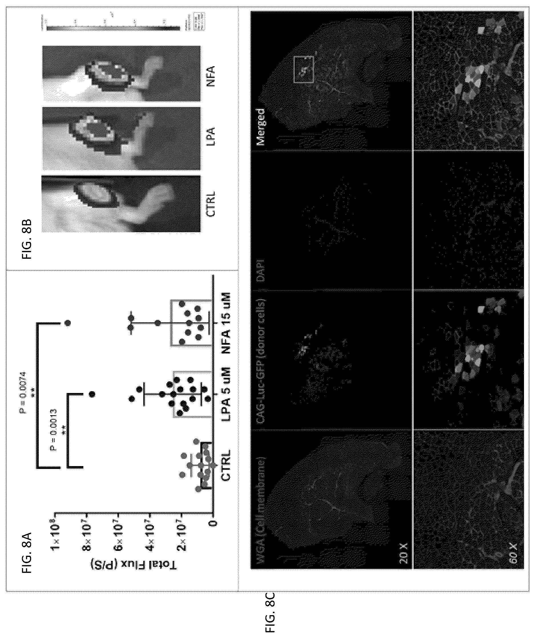 Patent US12097174 Figure 8 – Methods and agents that enhance myogenic progenitor cell engraftment
